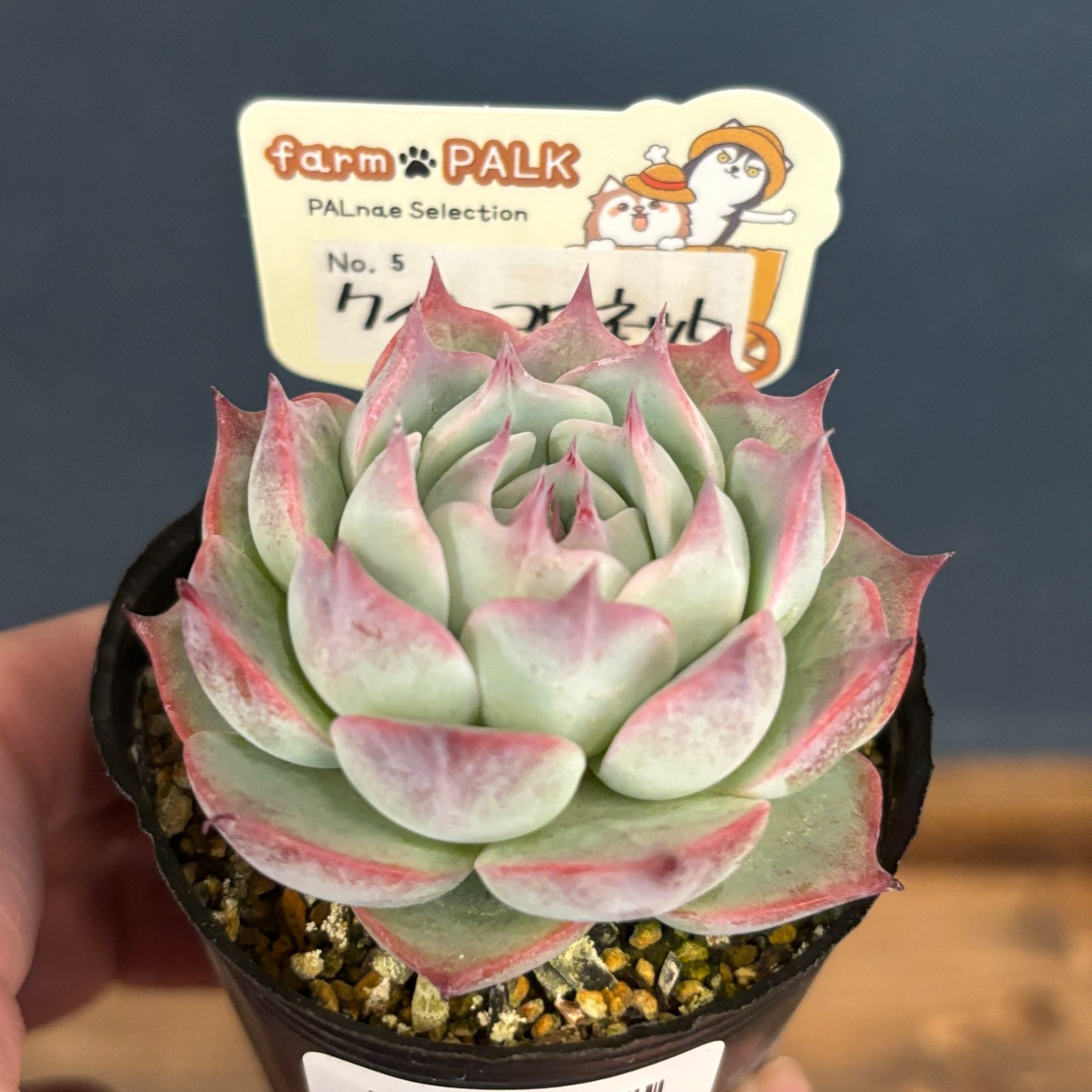 farmPALKさん苗 エケベリア クインコロネット【47】