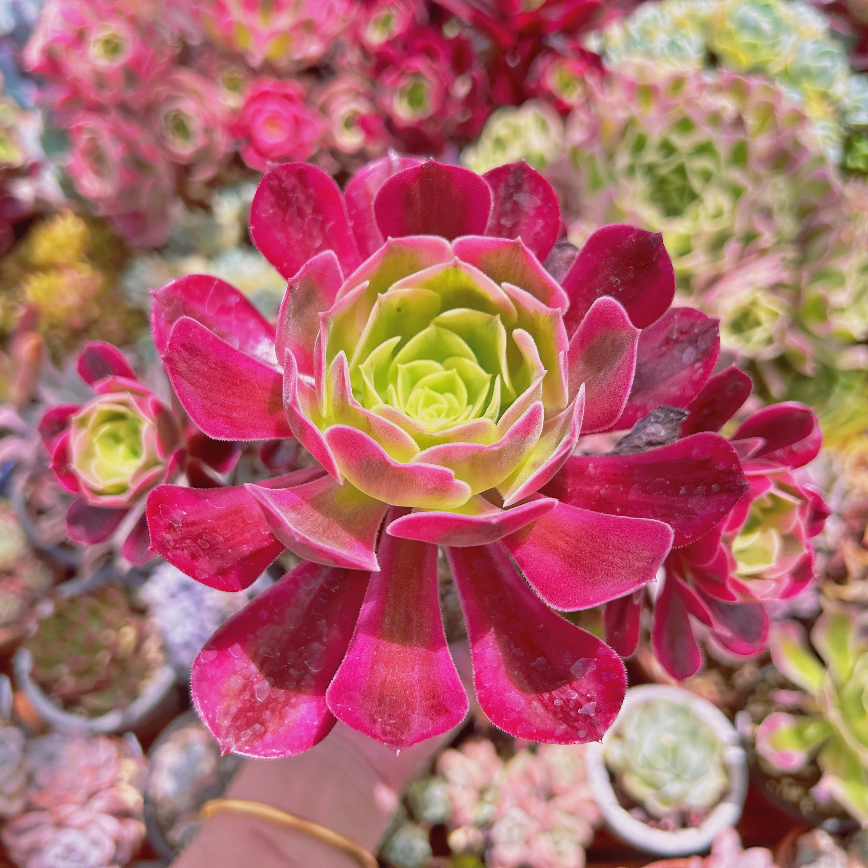 1113現物 多肉植物 メデューサ 特大群生 抜き苗 | るる農園~多肉植物専門