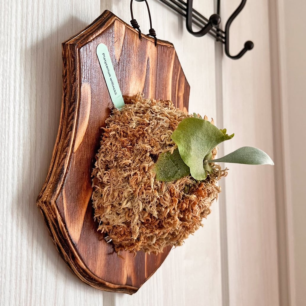 ビカクシダ ウィリンキー 板付 【観葉植物 室内 コウモリラン