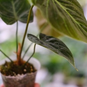 フィロデンドロン エルチョコレッド / Philodendron "El Choco Red"⑦ / 観葉植物<育て方・花言葉>