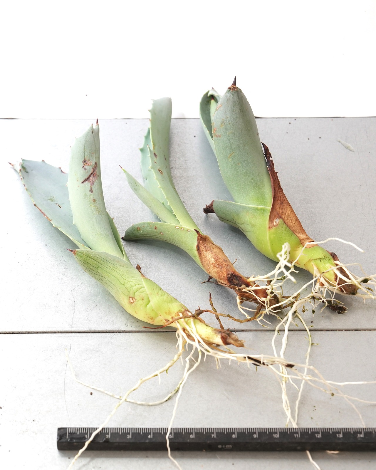 カット苗 アガベ フランゾシニー ミニ株 Agave franzosini