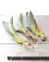 カット苗 アガベ フランゾシニー ミニ株 Agave franzosini