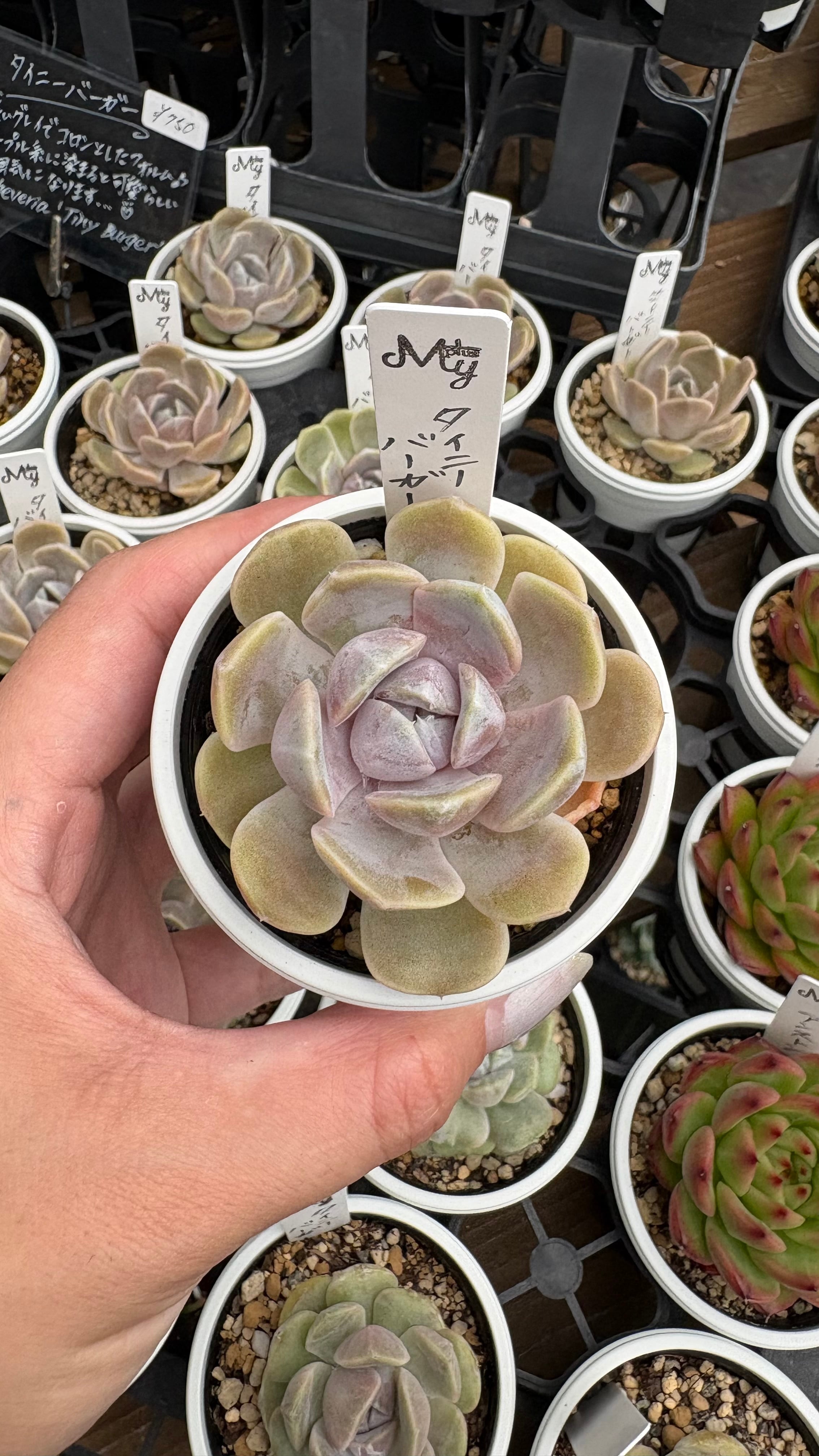多肉植物専門店MYplus