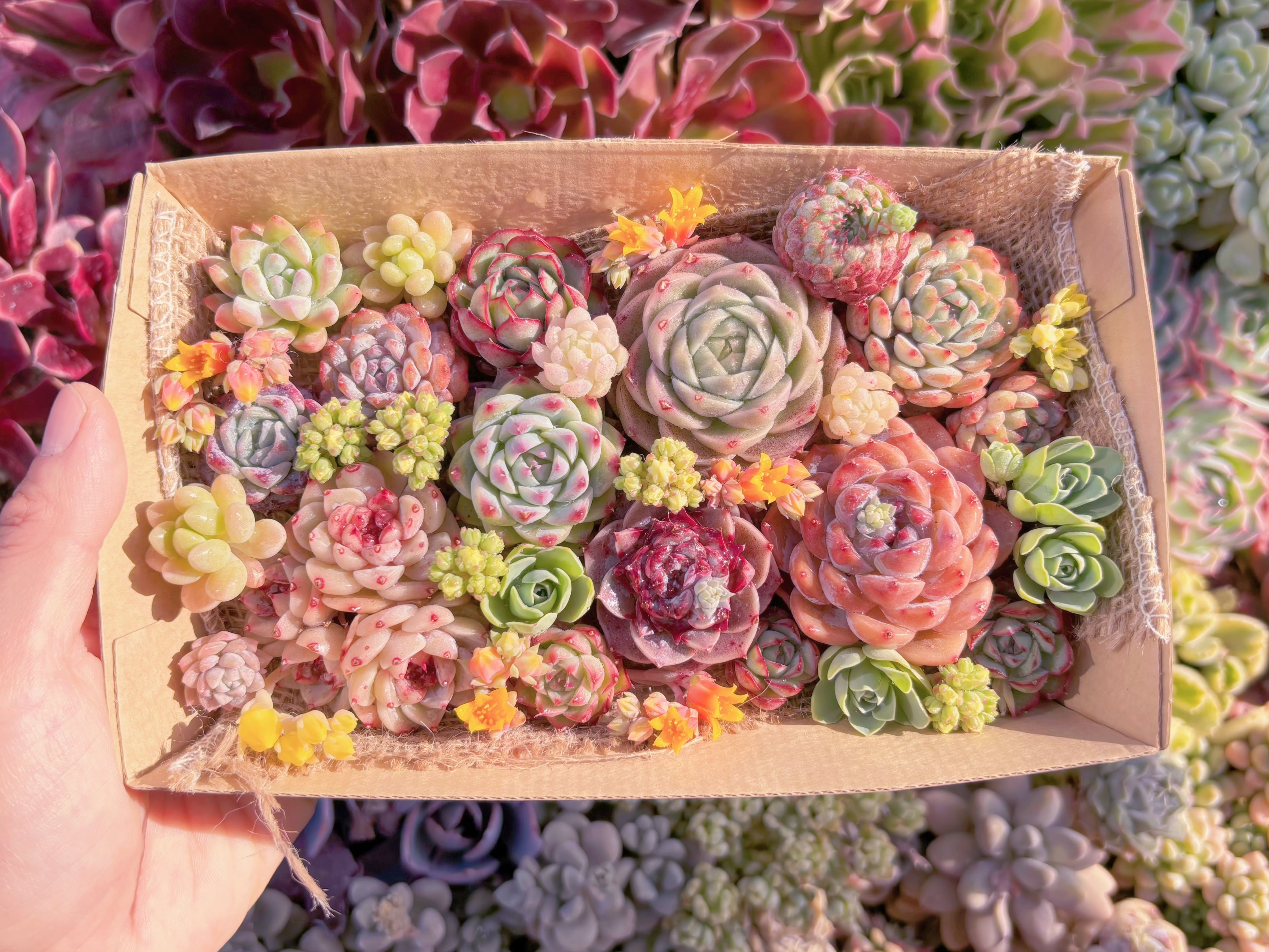 現品　寄せ植えセット#537　12cmx20cm　るる農園