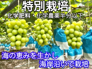 シャインマスカット　1ｋｇ　2-3房