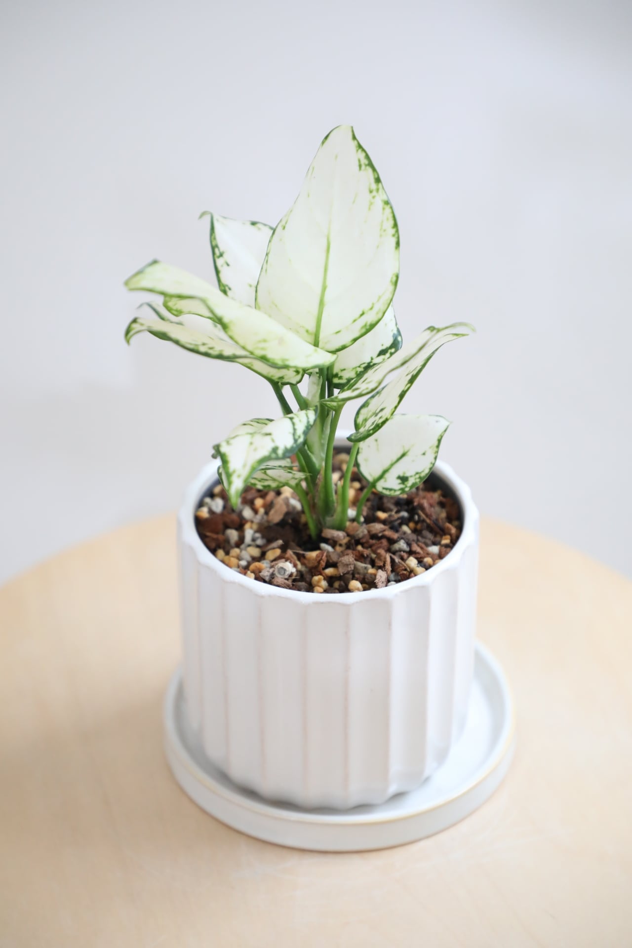 S】アグラオネマ スーパーホワイト/Aglaonema Super white | 【厳選