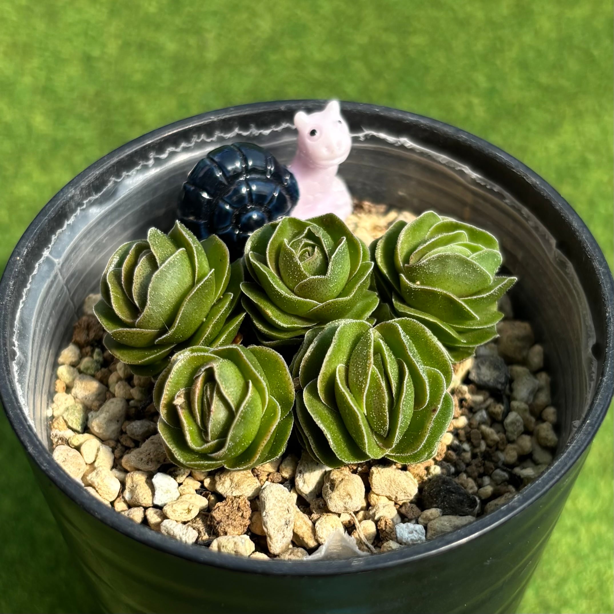 キャッツアイ錦 | 多肉植物 豆彦商店