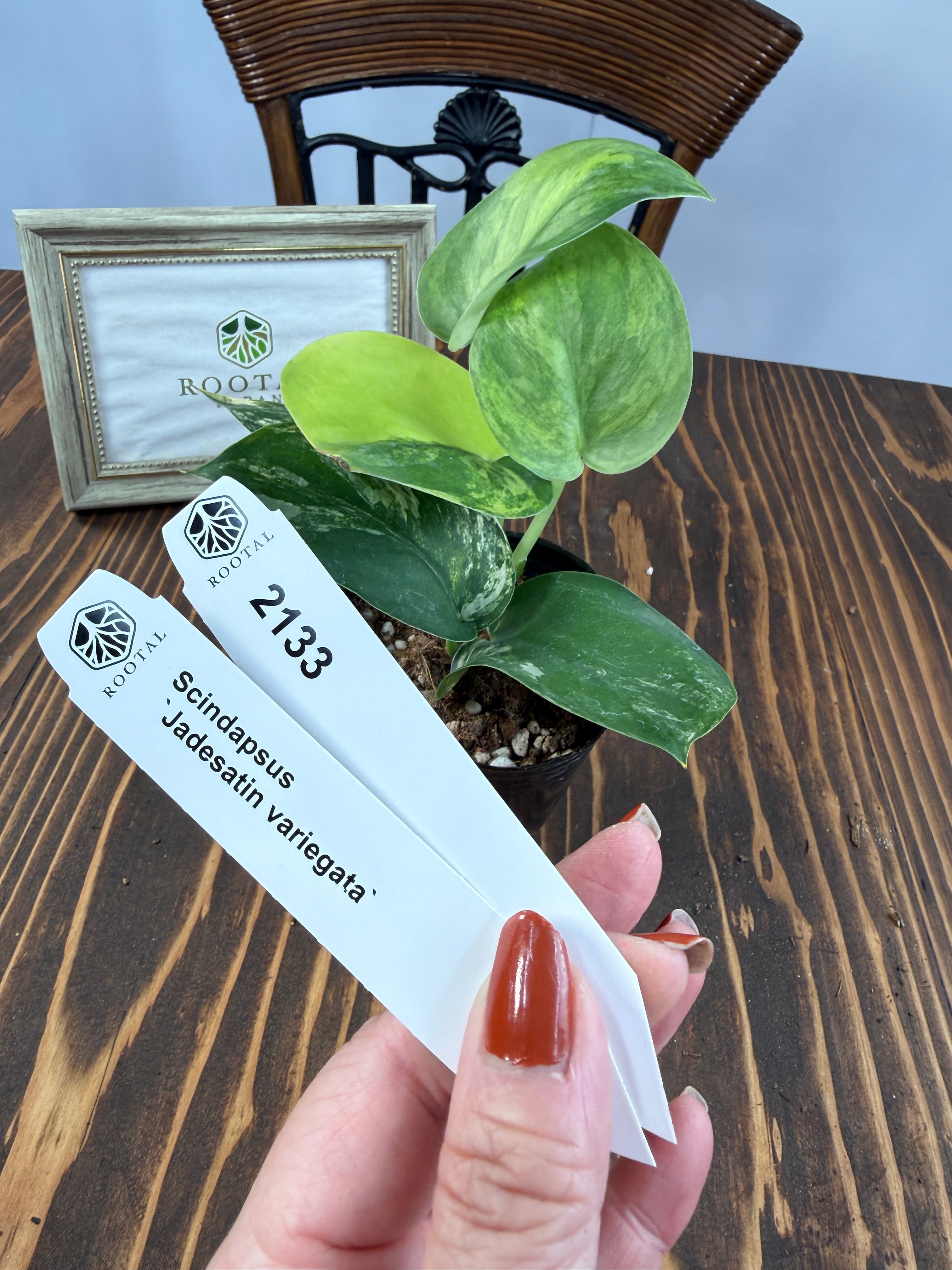 ★2133【美葉!!】スキンダプサス ジェイドサティンバリエガータ(3号)