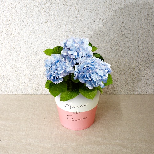 早割10％OFF【2026 Mother's Day　HP₋8 アジサイ鉢植え（シルクサファイア／4寸）】母の日｜鉢植え｜母の日ギフト｜母の日　アジサイ｜