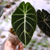 【斑入り】アロカシア ブラックベルベット⑤ / Alocasia reginula 'Variegated'│観葉植物