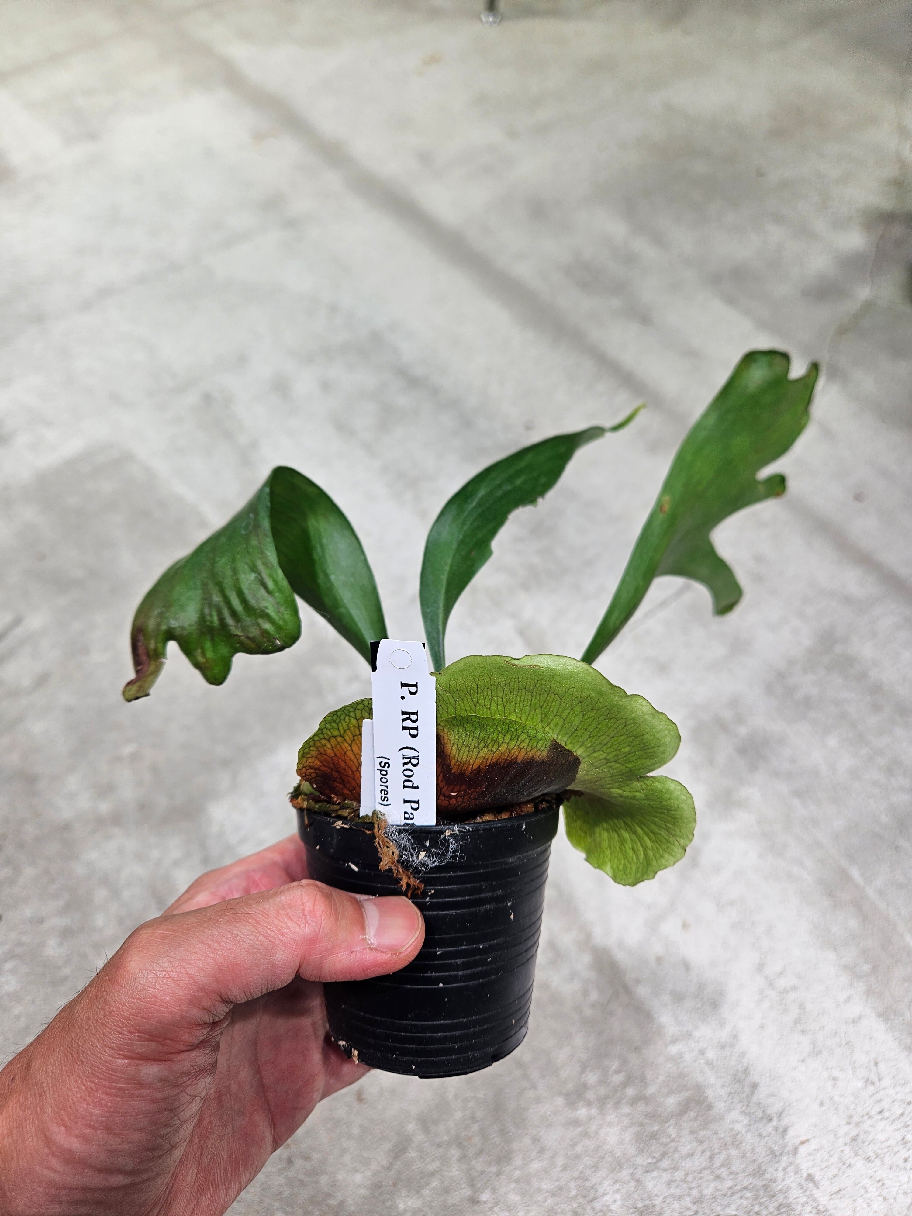 P. RP Sporeling (hillii Rod Pattison)【artPLANTs/PLANTS GARAGE