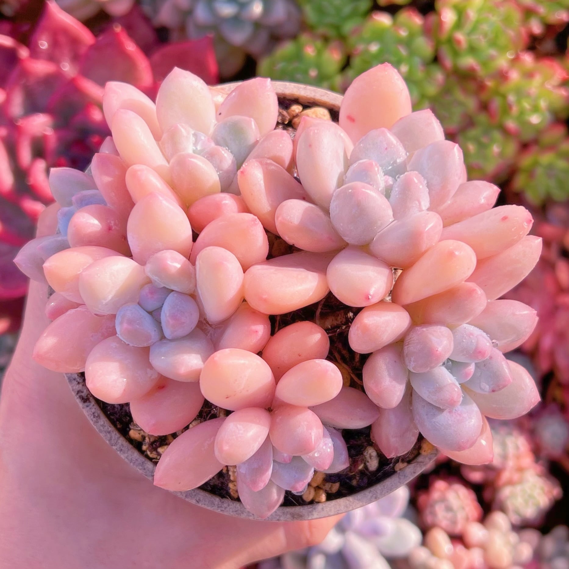 現品　ベビースイート#891　新入荷　るる農園