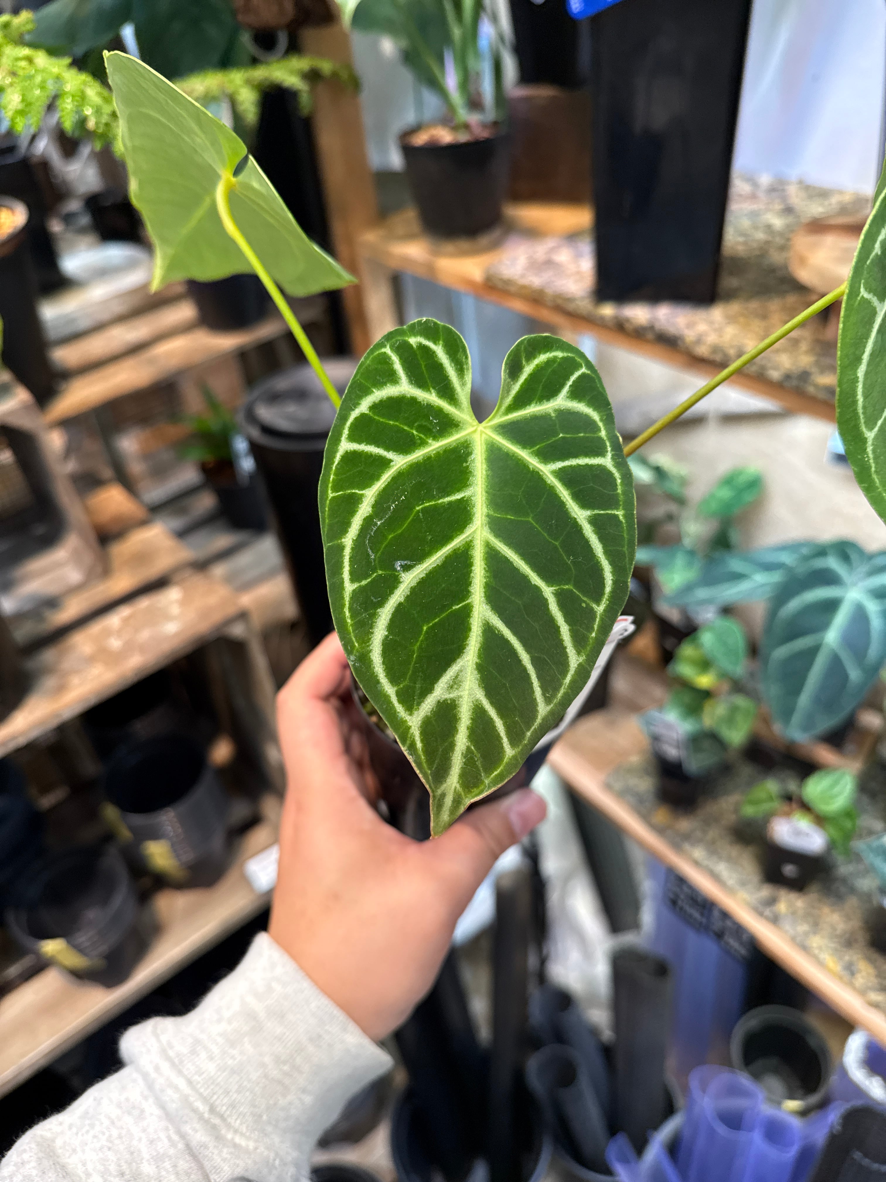 ② アンスリウム クリスタリナム | Gardenえん 【観葉熱帯植物】