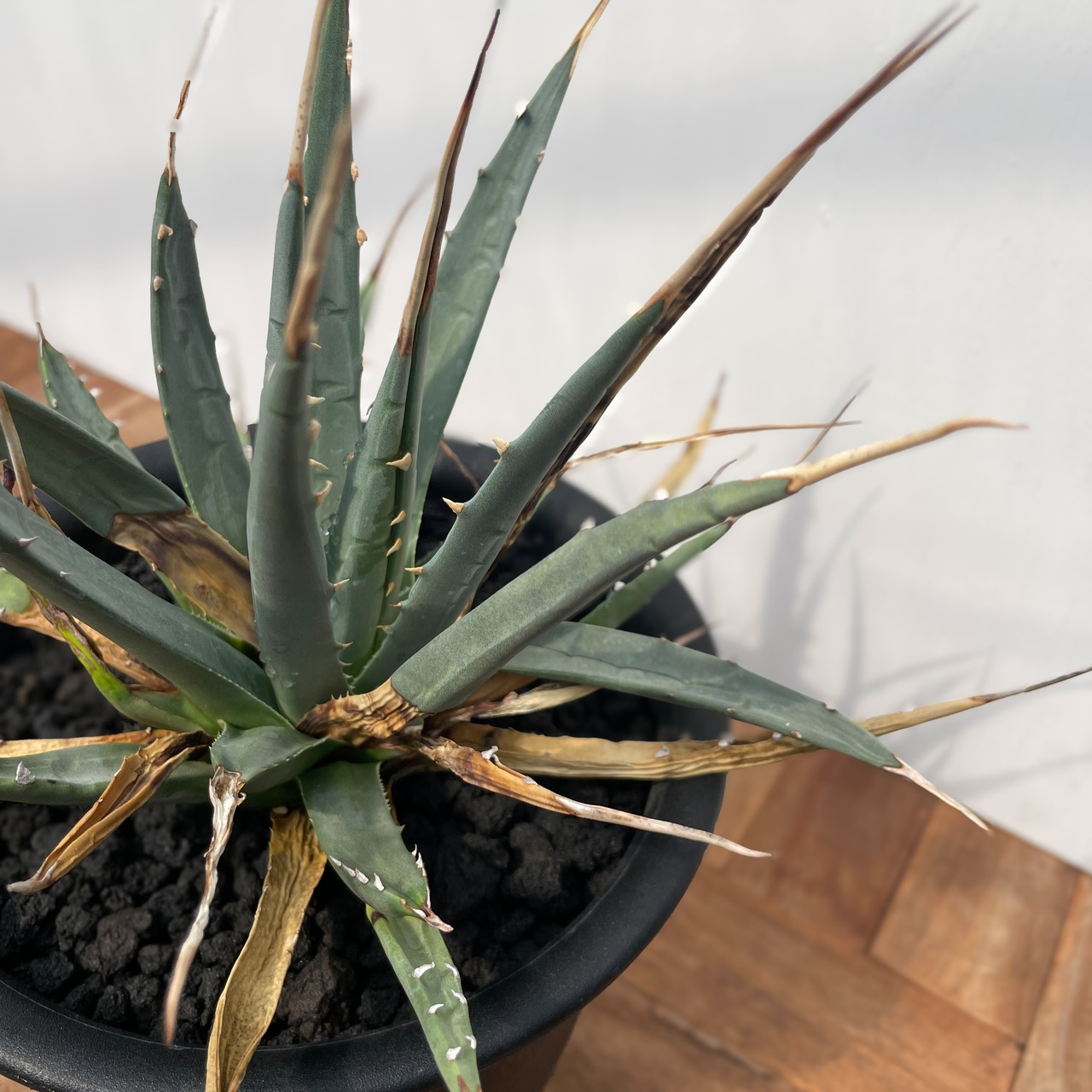 Agave utahensis var. eborispina 【アガベ・ユタエンシス・エボリスピナ】