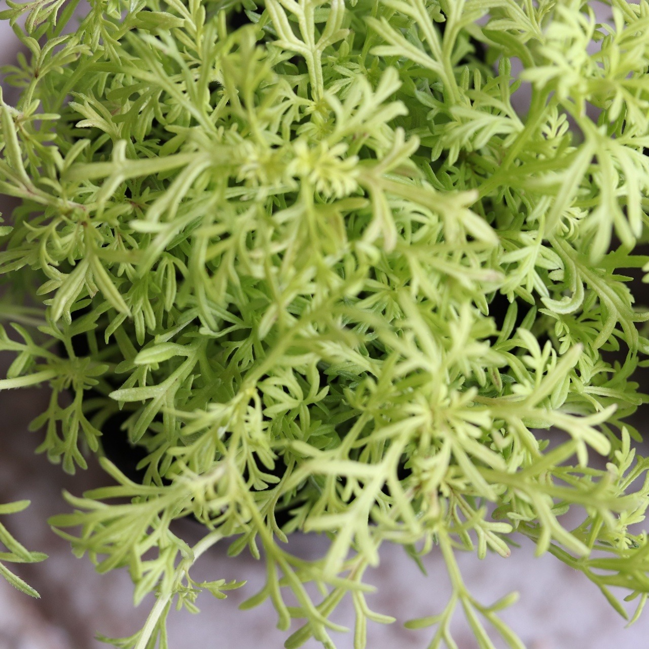 バーベナテネラ　オーレア　ライムグリーン｜寄せ植えにオススメ　宿根草、爽やかな寄せ植えに