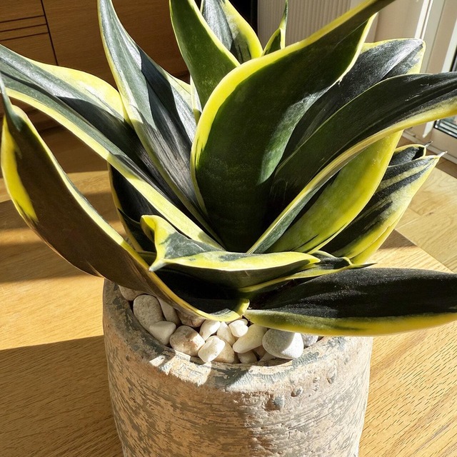 サンスベリア・ハニー