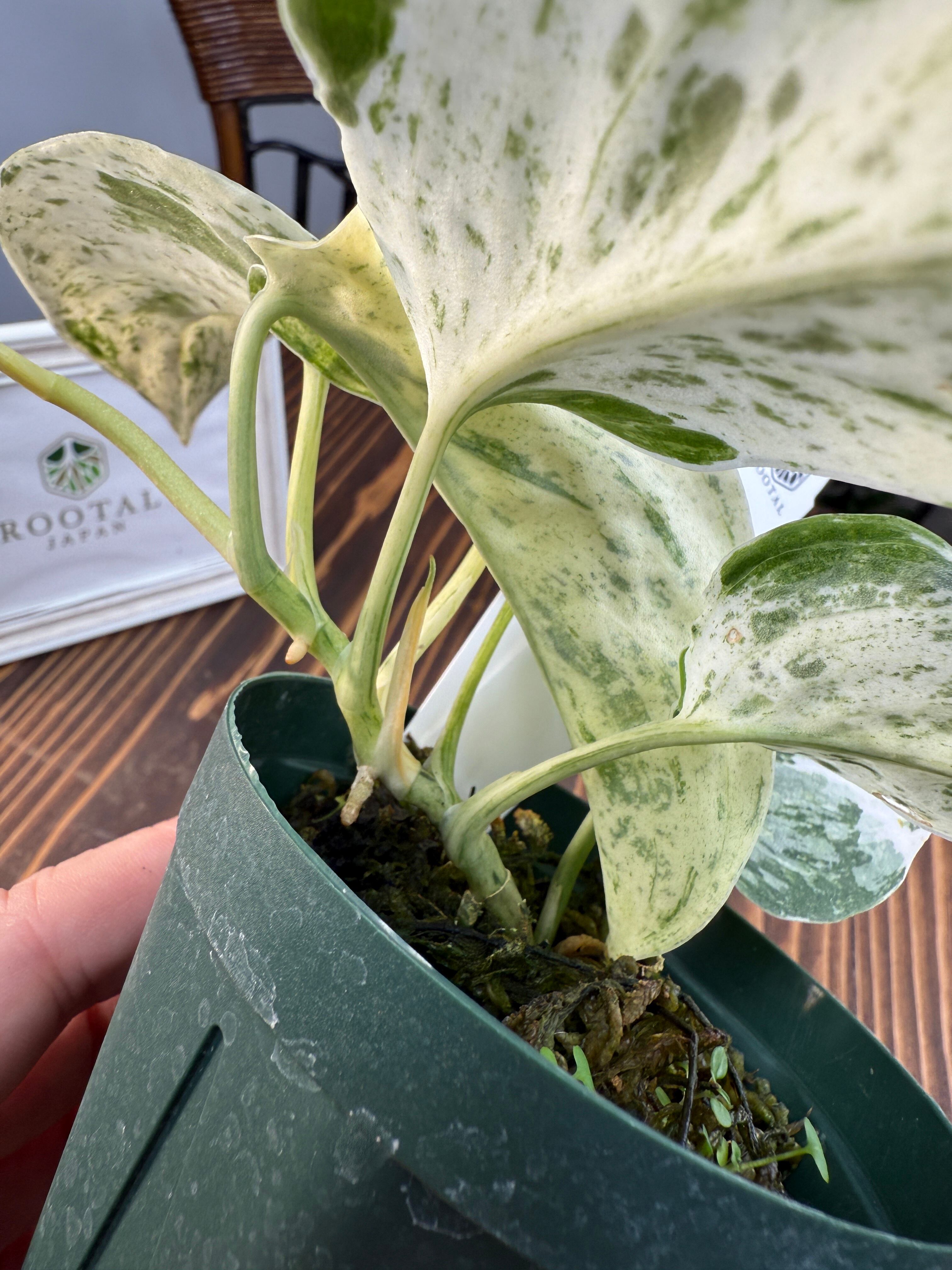 特大 流木付 スキンダプサス 6号鉢 特大 流木付 スキンダプサス 6号鉢