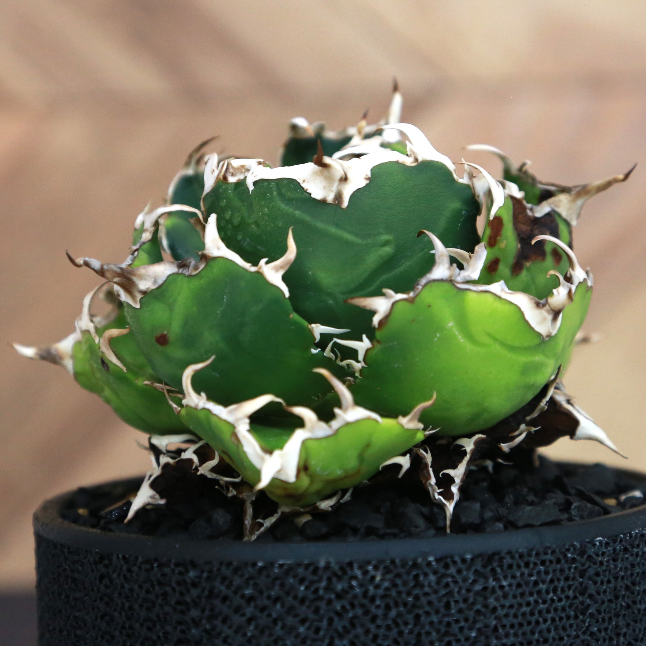 Agave Titanota 白鯨 (White Whale) アガベ チタノタ / 中株(4号鉢