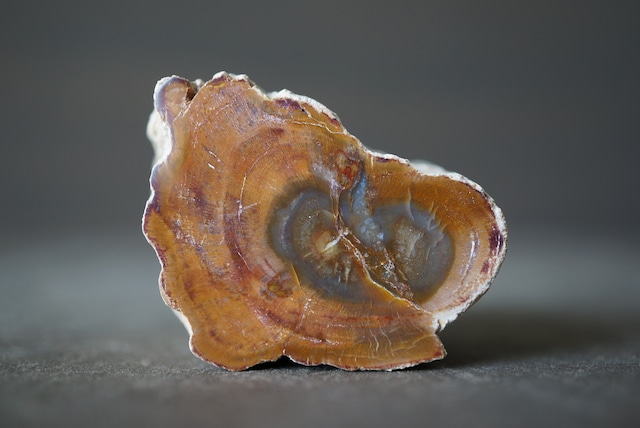 珪化木 ペトリファイドウッド Petrified Wood 1205~1210