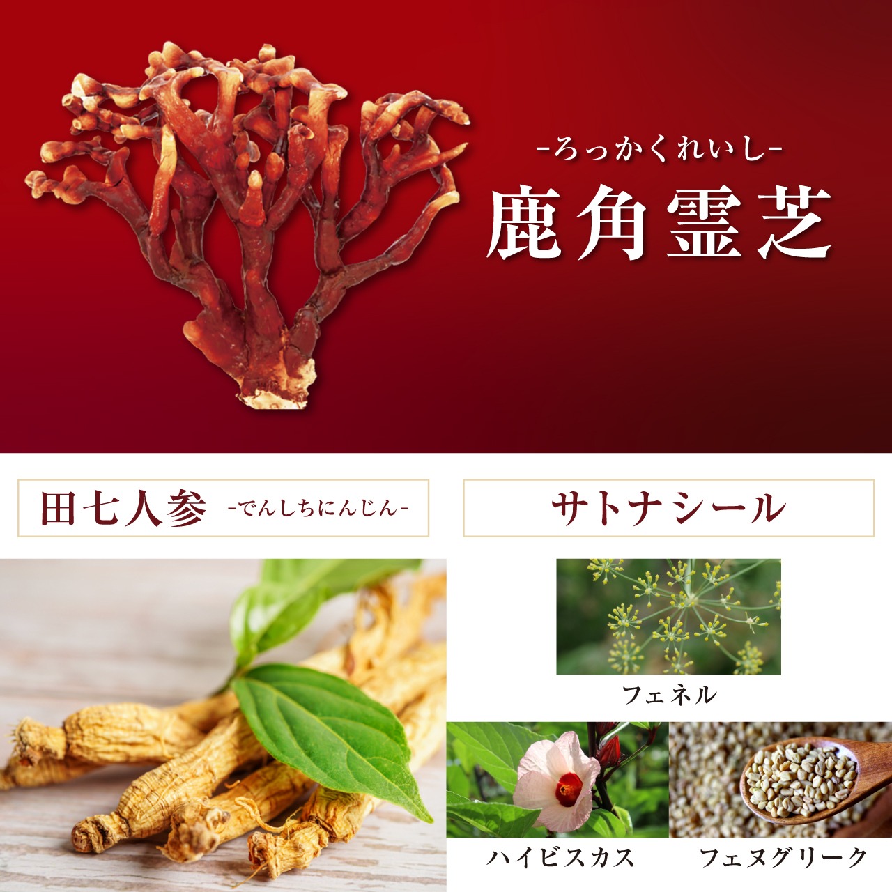 麗 -うるわし- MT　お試し商品
