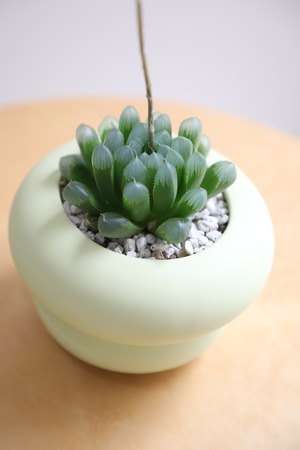 【S】ハオルチア オブツーサ/Haworthia obtusa