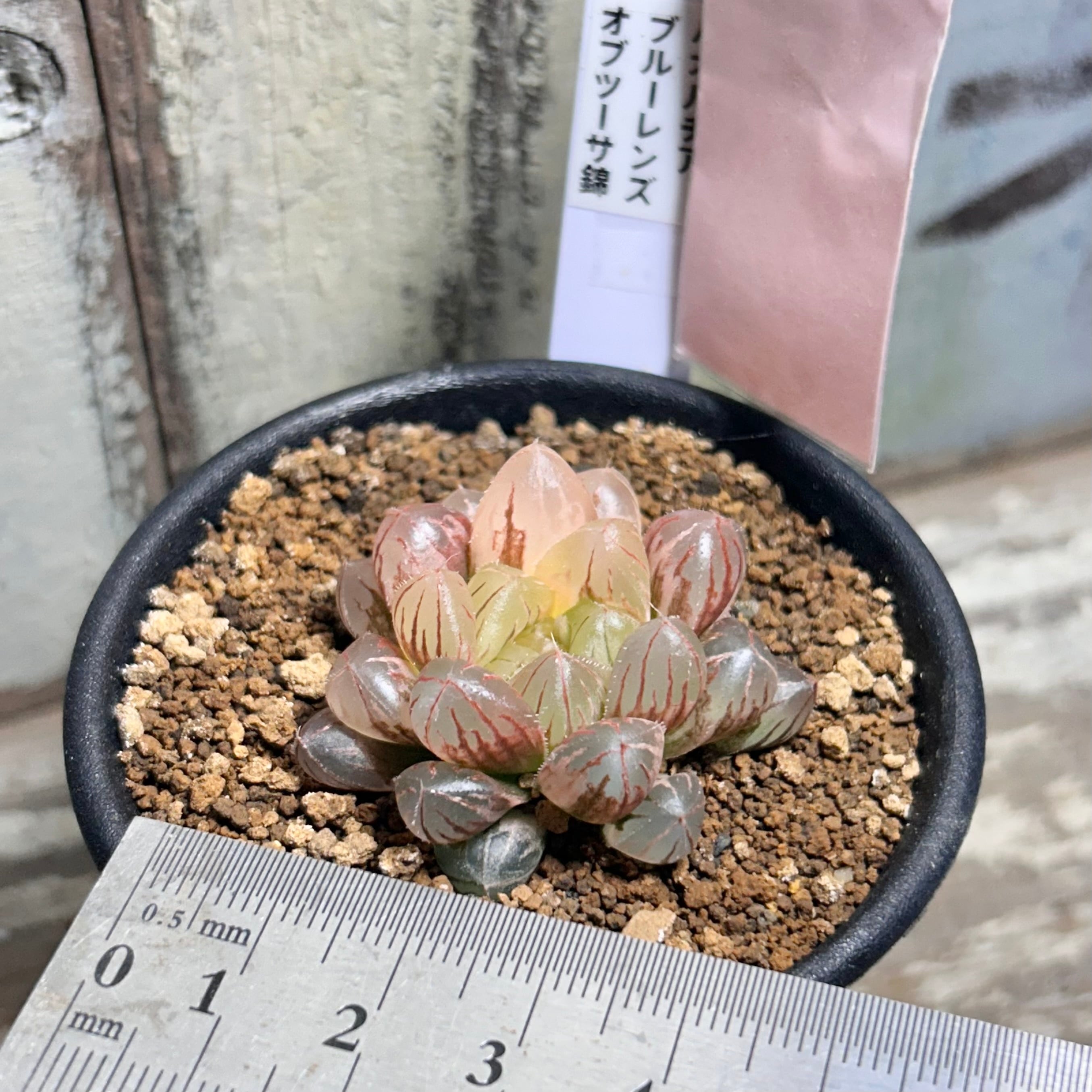 T) ブルーレンズ オブツーサ錦 ハオルチア | RuPo 多肉植物専門店