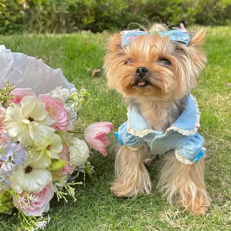 パフスリーブ リブトップス 犬服 00211