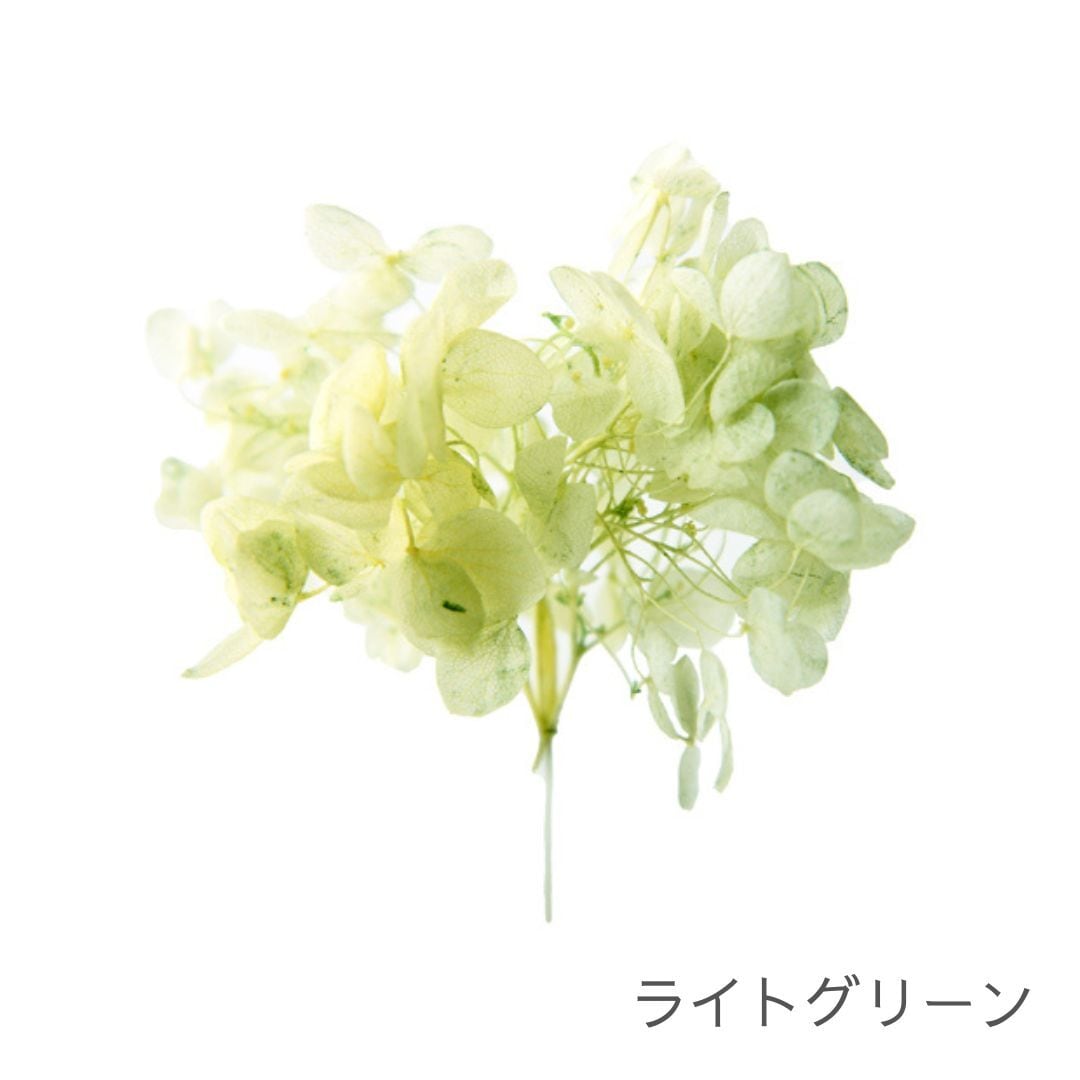 アナベル SP | ＋FLOWER・プラスフラワー・プリザーブドフラワーの