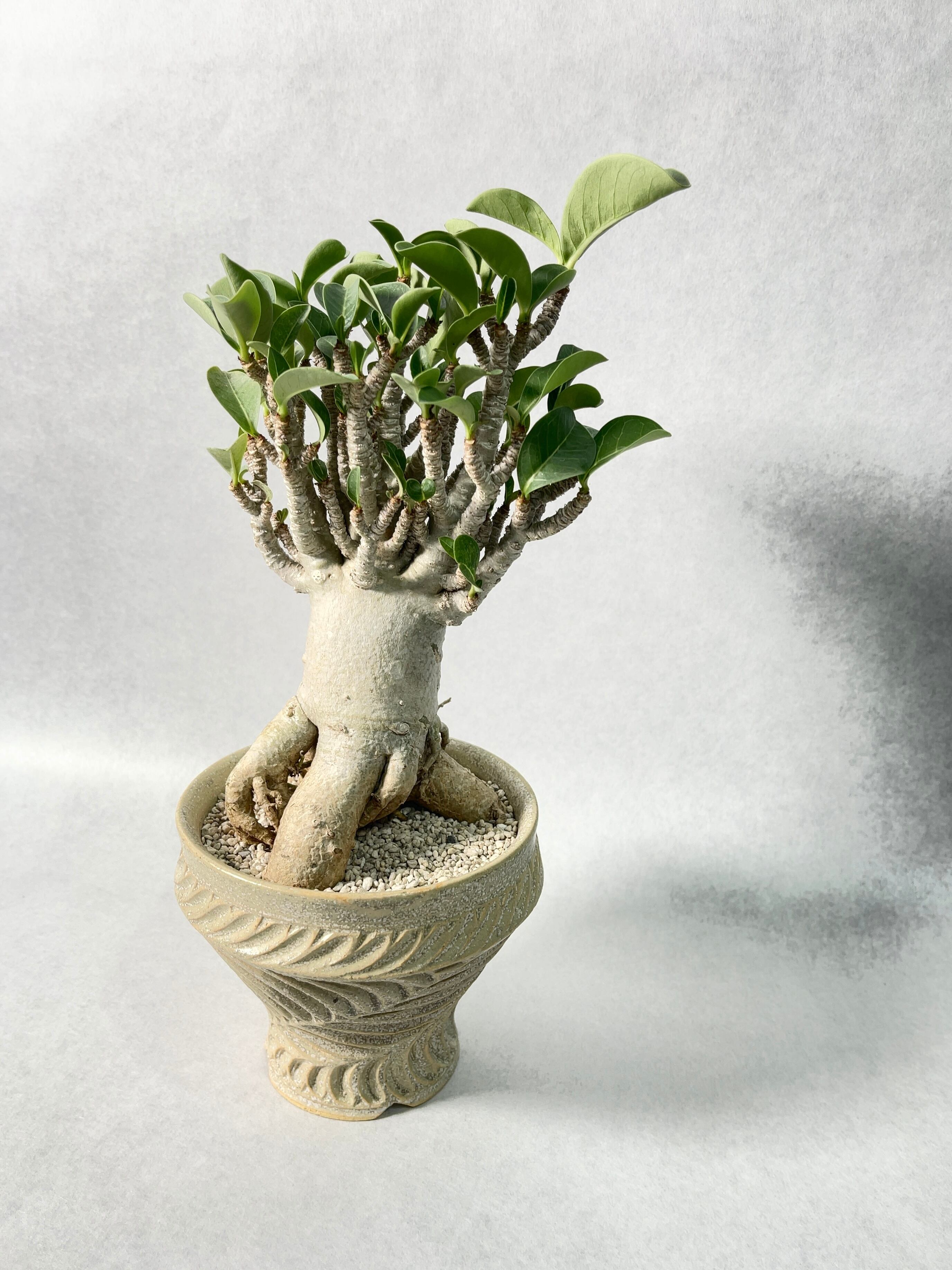 アデニウム・コンパクトセレクト | trigger