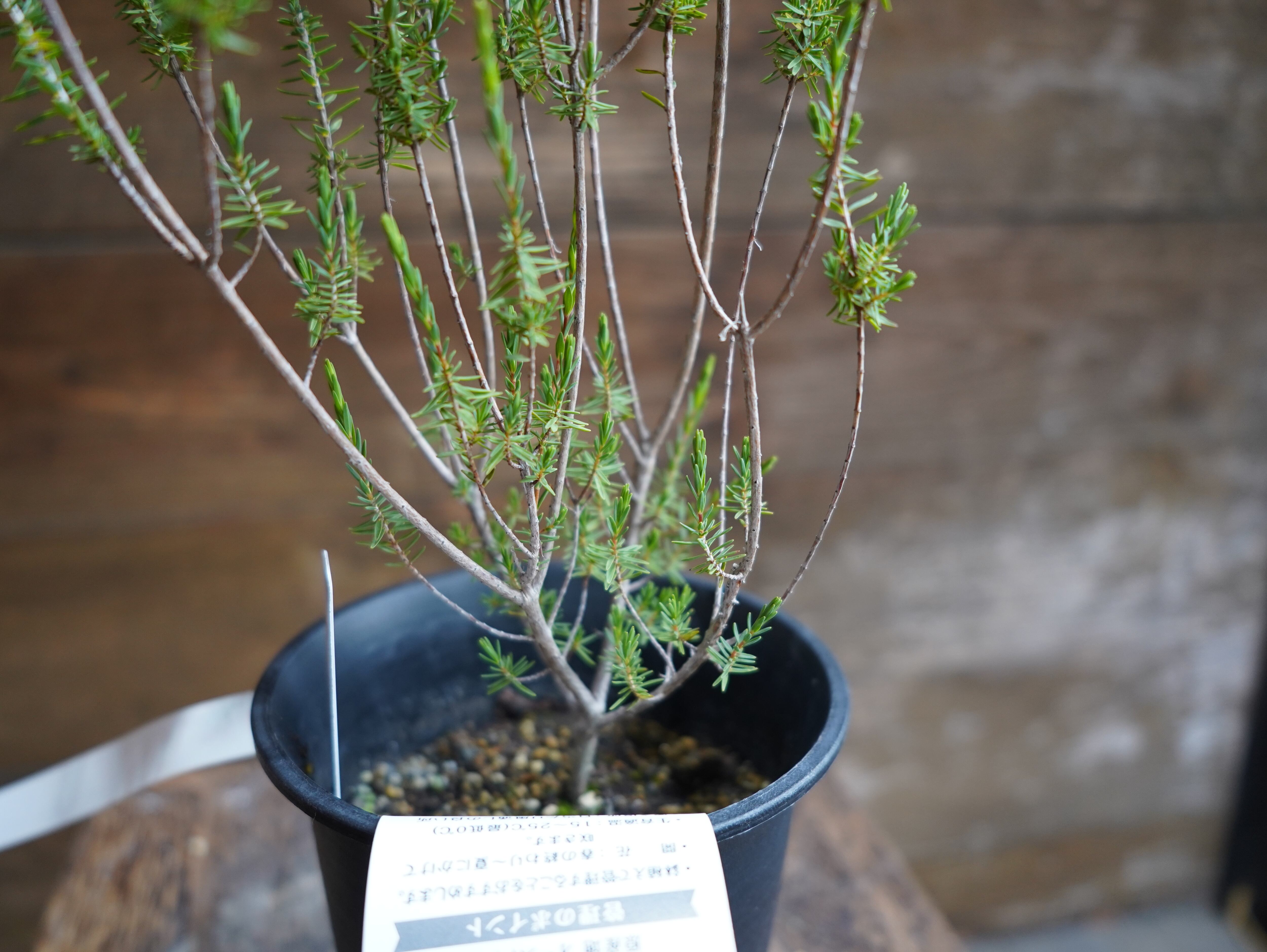 【現物】ビューフォーティア　プルプレア　A