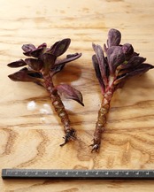 一部発根済カット苗 丸葉紅司 コブ付 M Echeveria nodulosa