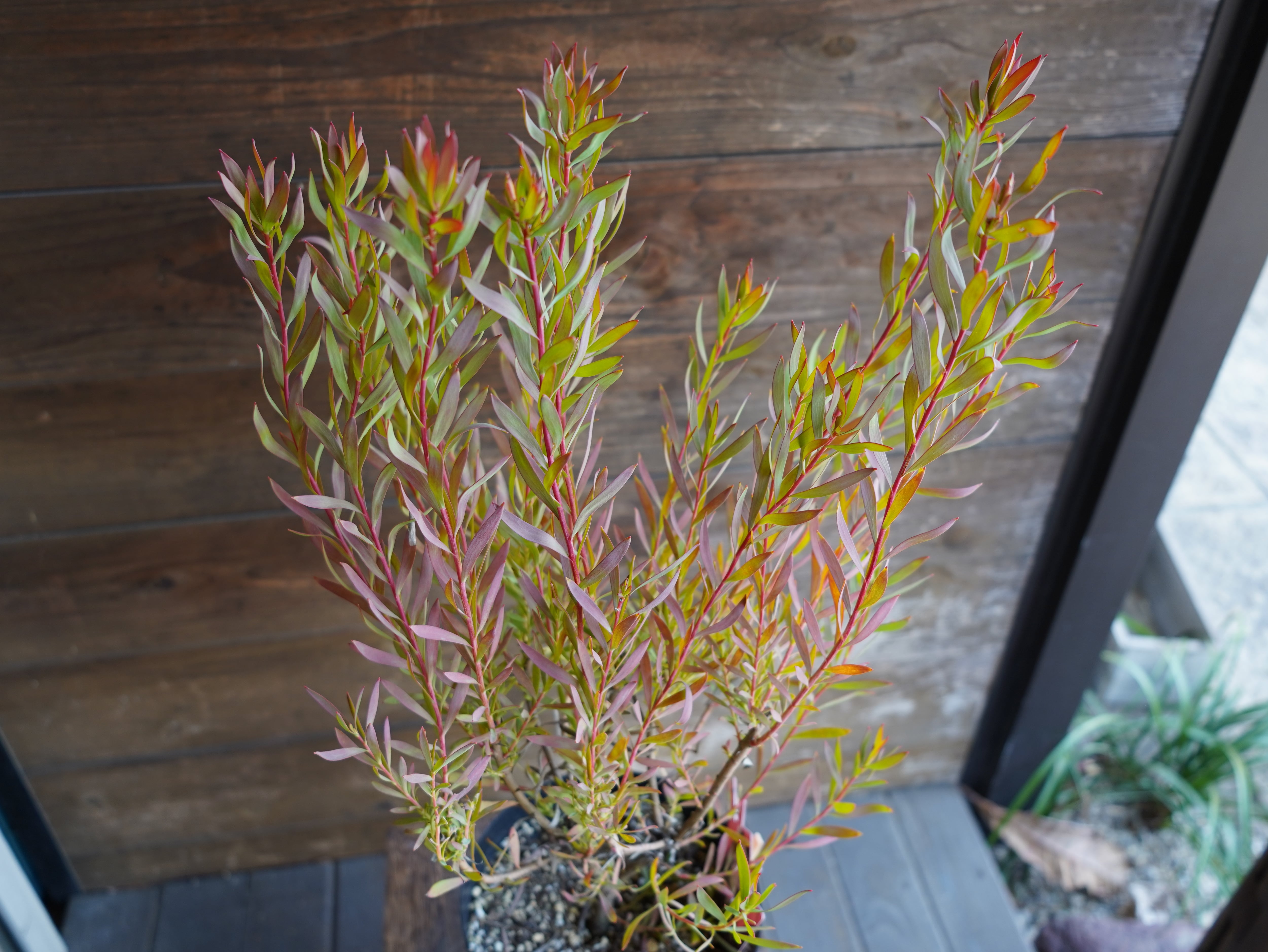 【現物】リューカデンドロン ”Cream Delight” 6号 A