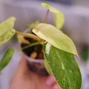 Philodendron Radiatum x Florida Beauty x Mayoi / フィロデンドロン③