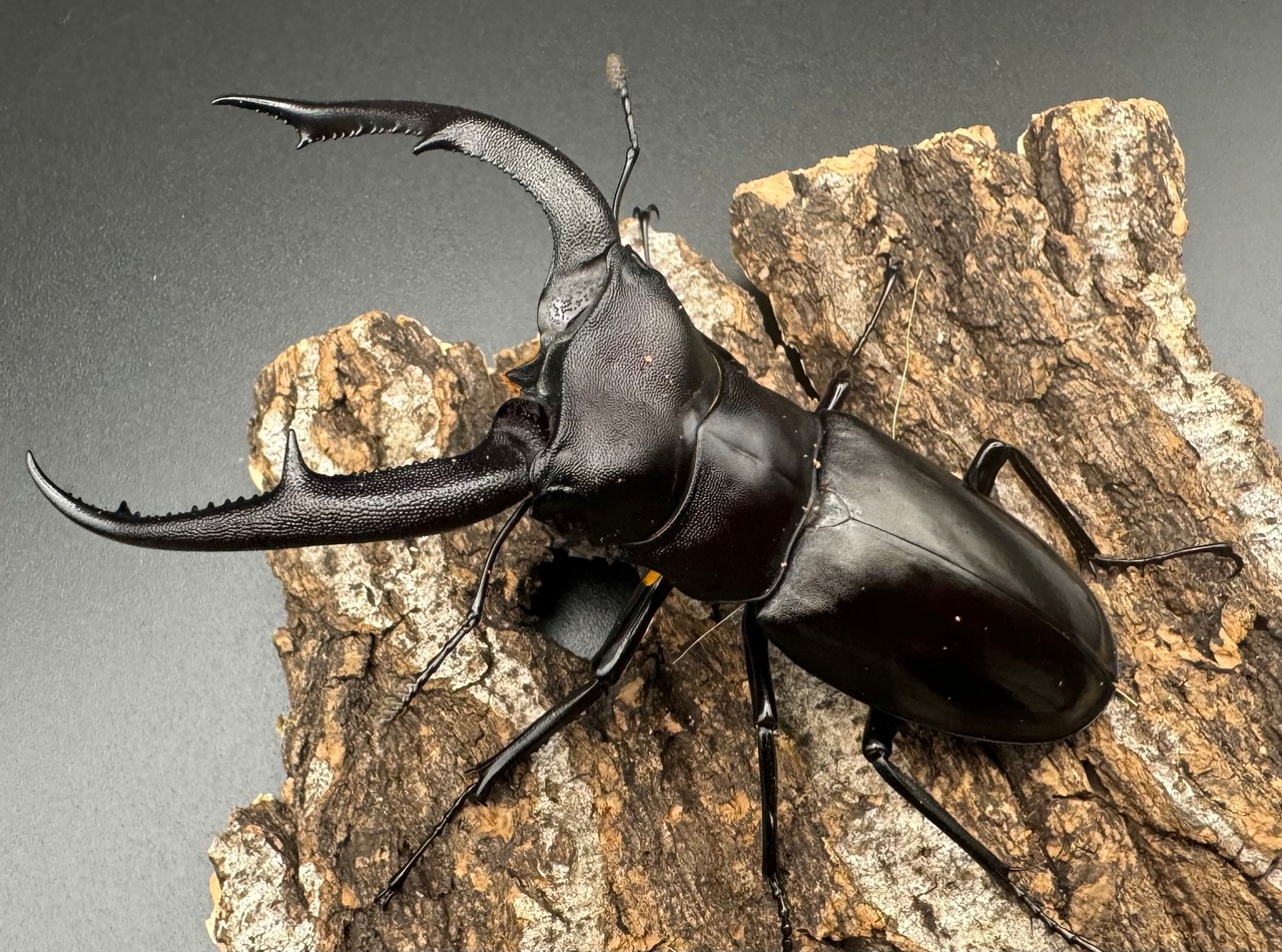 【WD】《マンディブラリスフタマタ 89.5mm ペア》