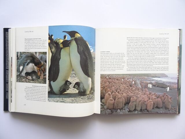 洋書◇地球上の生命写真集 本 BBC | 洋書堂