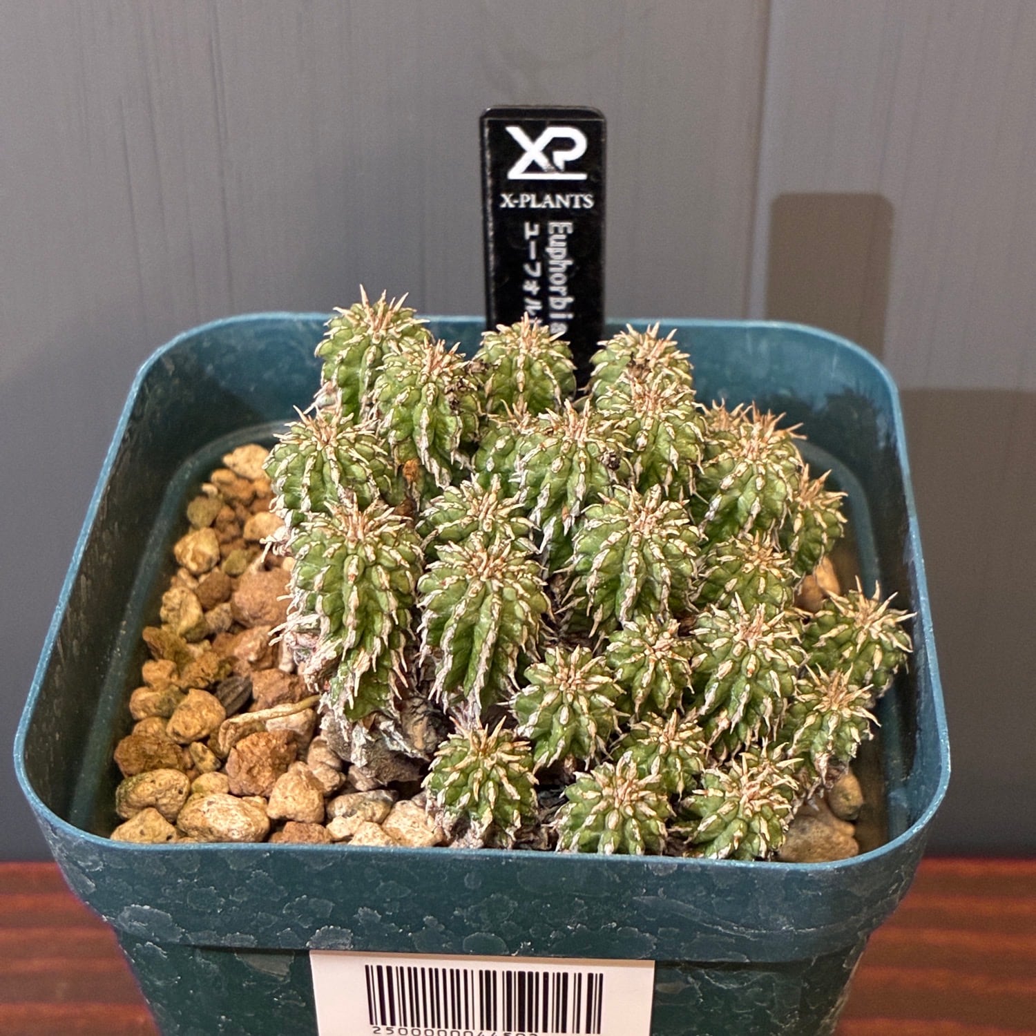 新着3日限定10%OFF】ユーフォルビア セプルタ【210】 | PROTOLEAF