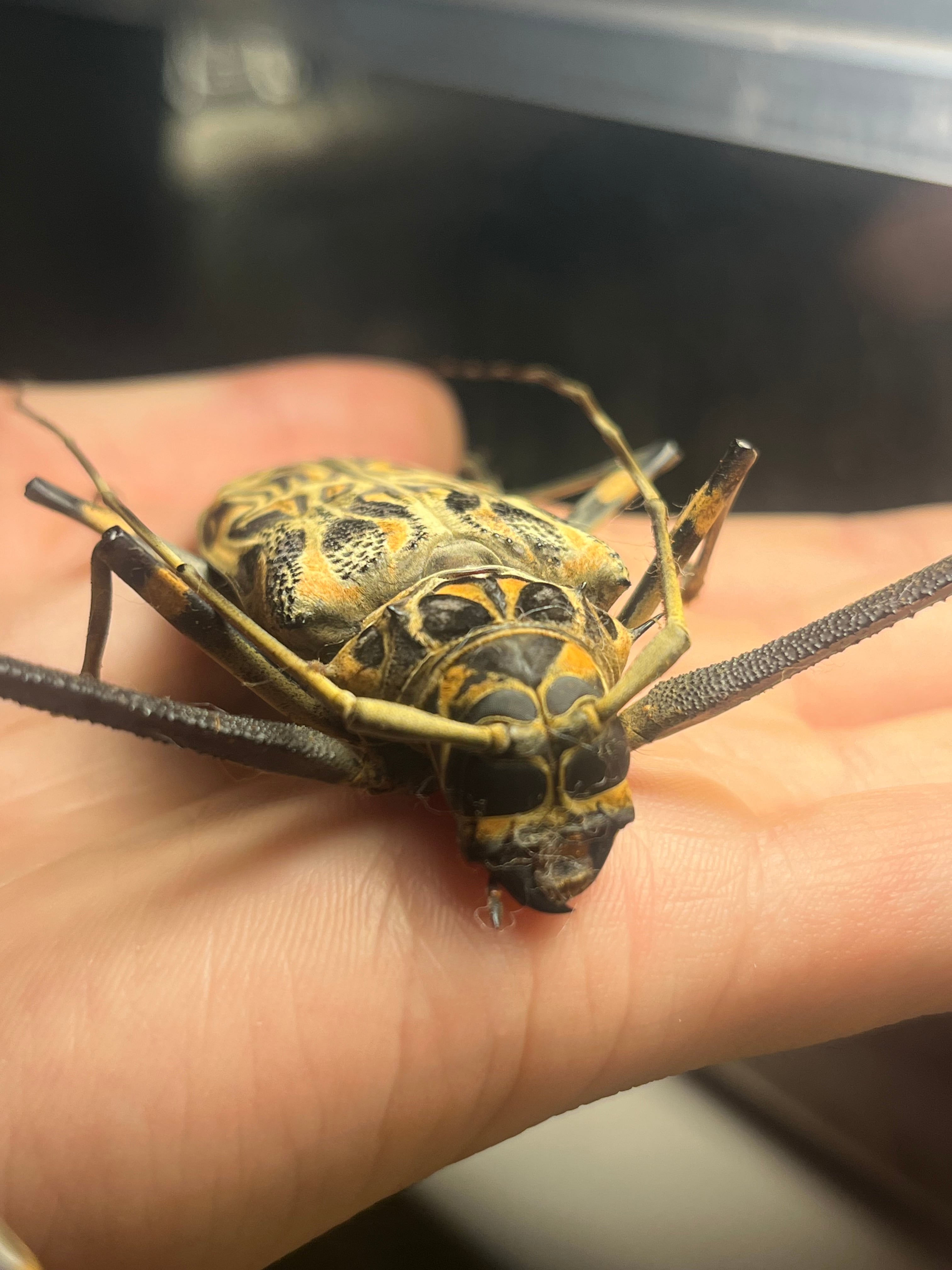 68mm♀】テナガカミキリ 昆虫標本甲虫ハムシサソリタランチュラムカデ