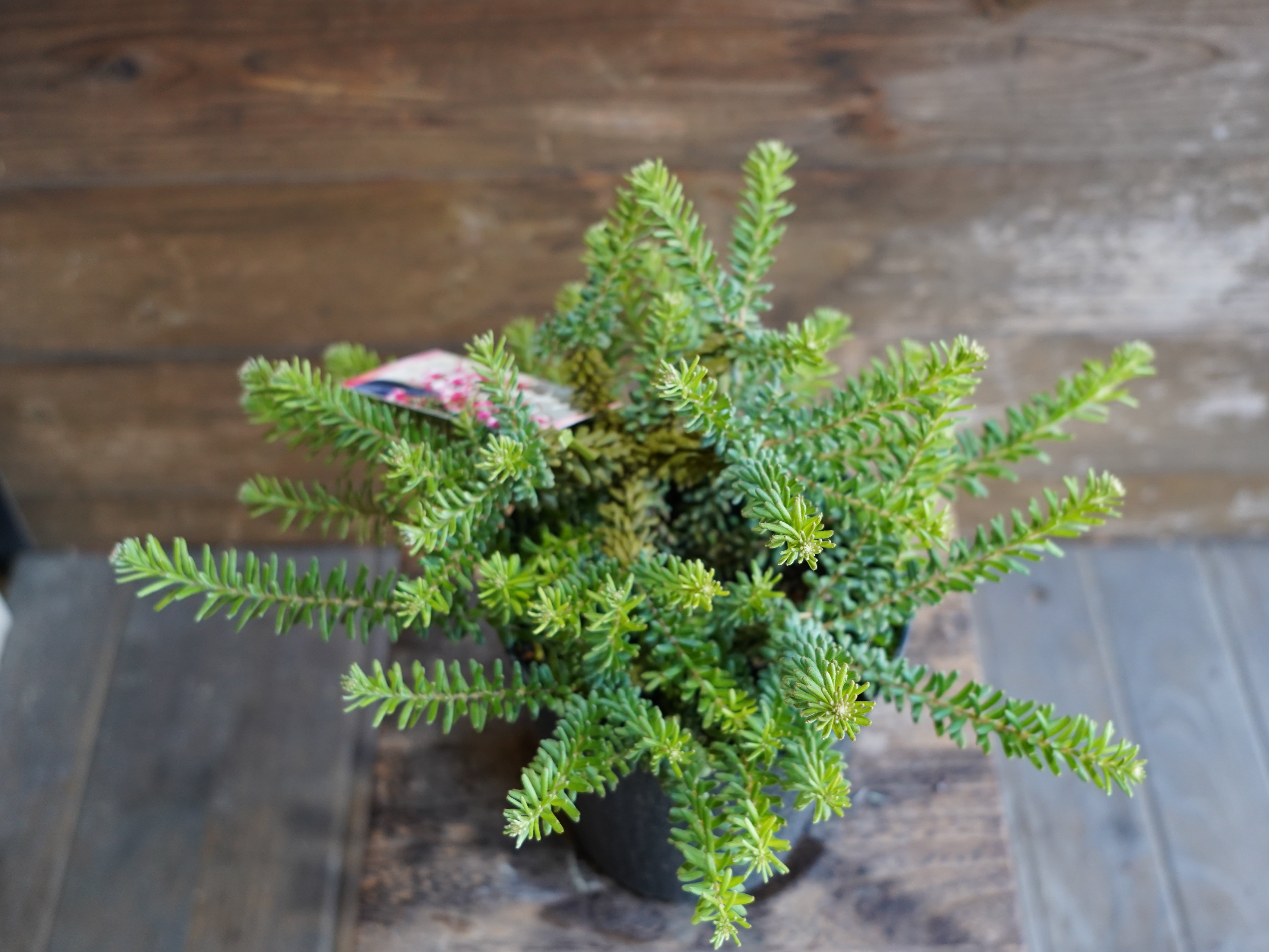 グレビレア　”ラニゲラ”