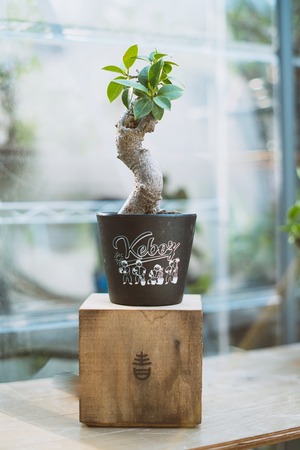 Ficus microcarpa 古木ガジュマル【KEBOZ × 青坊主コラボプラ鉢】