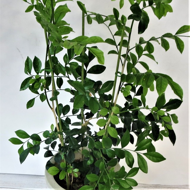 シルクジャスミン ゲッキツ 花はジャスミンの様な香りを漂わせる観葉植物 庭木 生垣にも最適 フラワーブティック さいとう