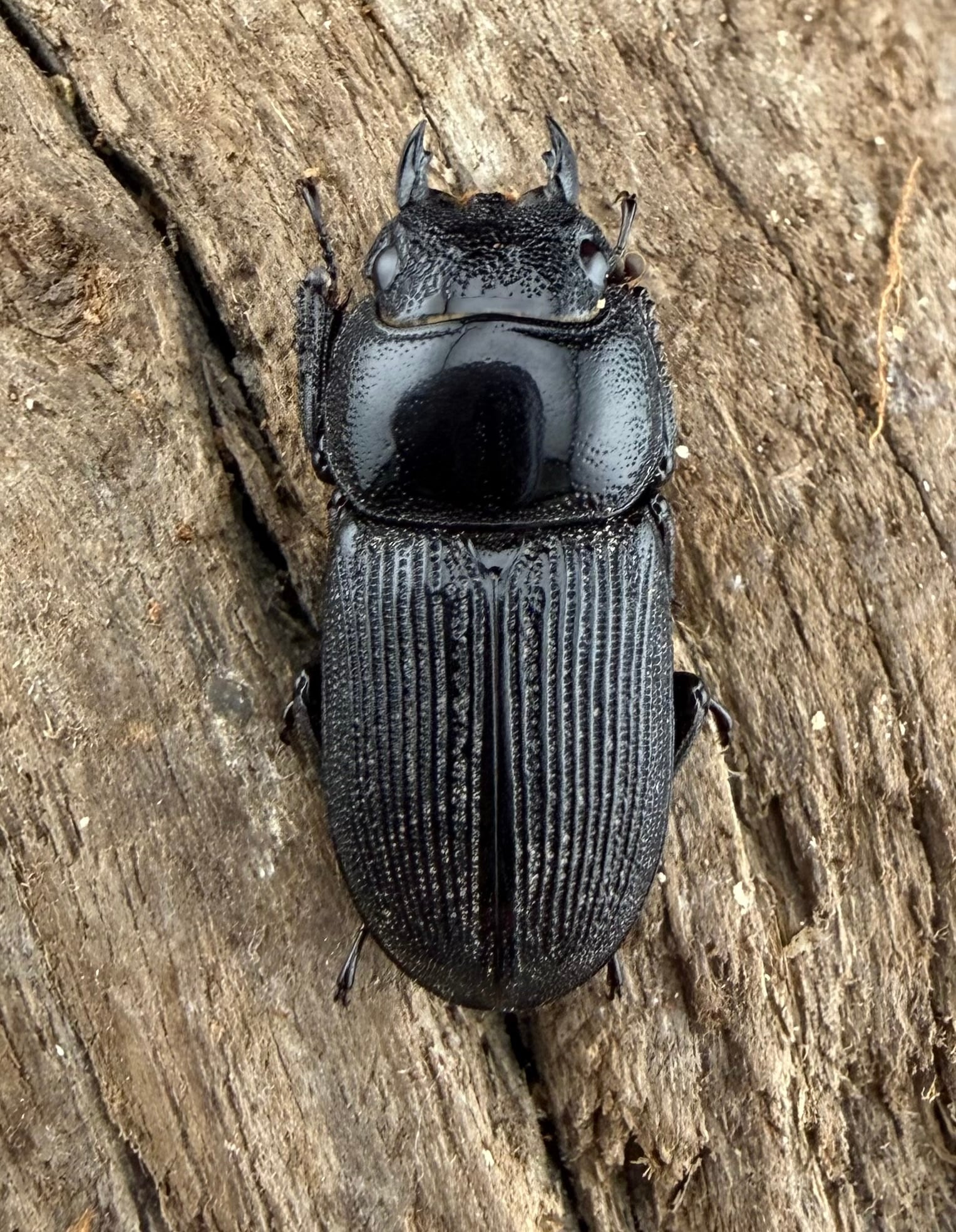 WD】《ケルブルスヒラタ ラオス産 47.5mm ペア》 | KPW公式オンライン