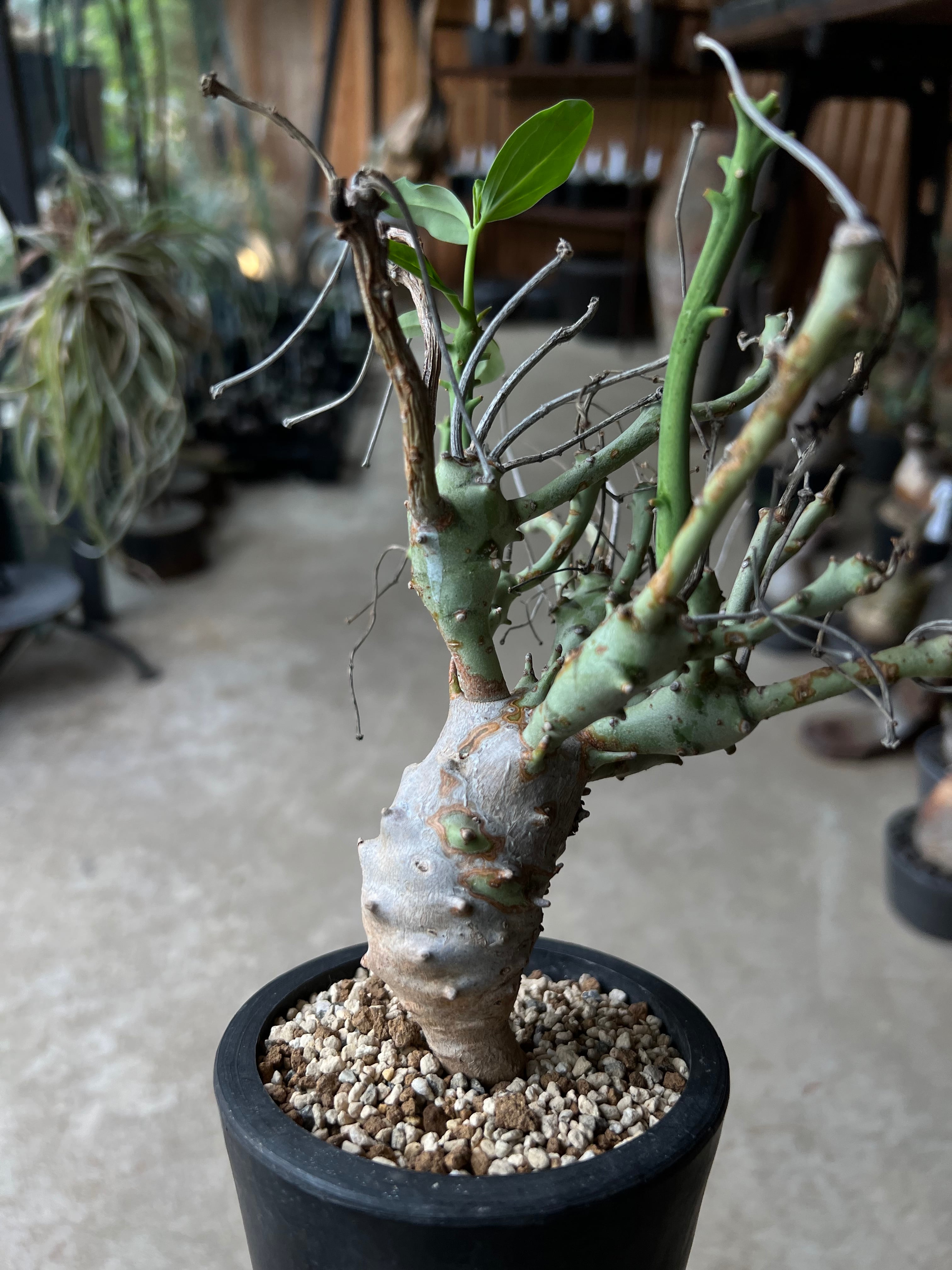 Euphorbia Longituberculosa ④ユーフォルビア ロンギツベルクローサ