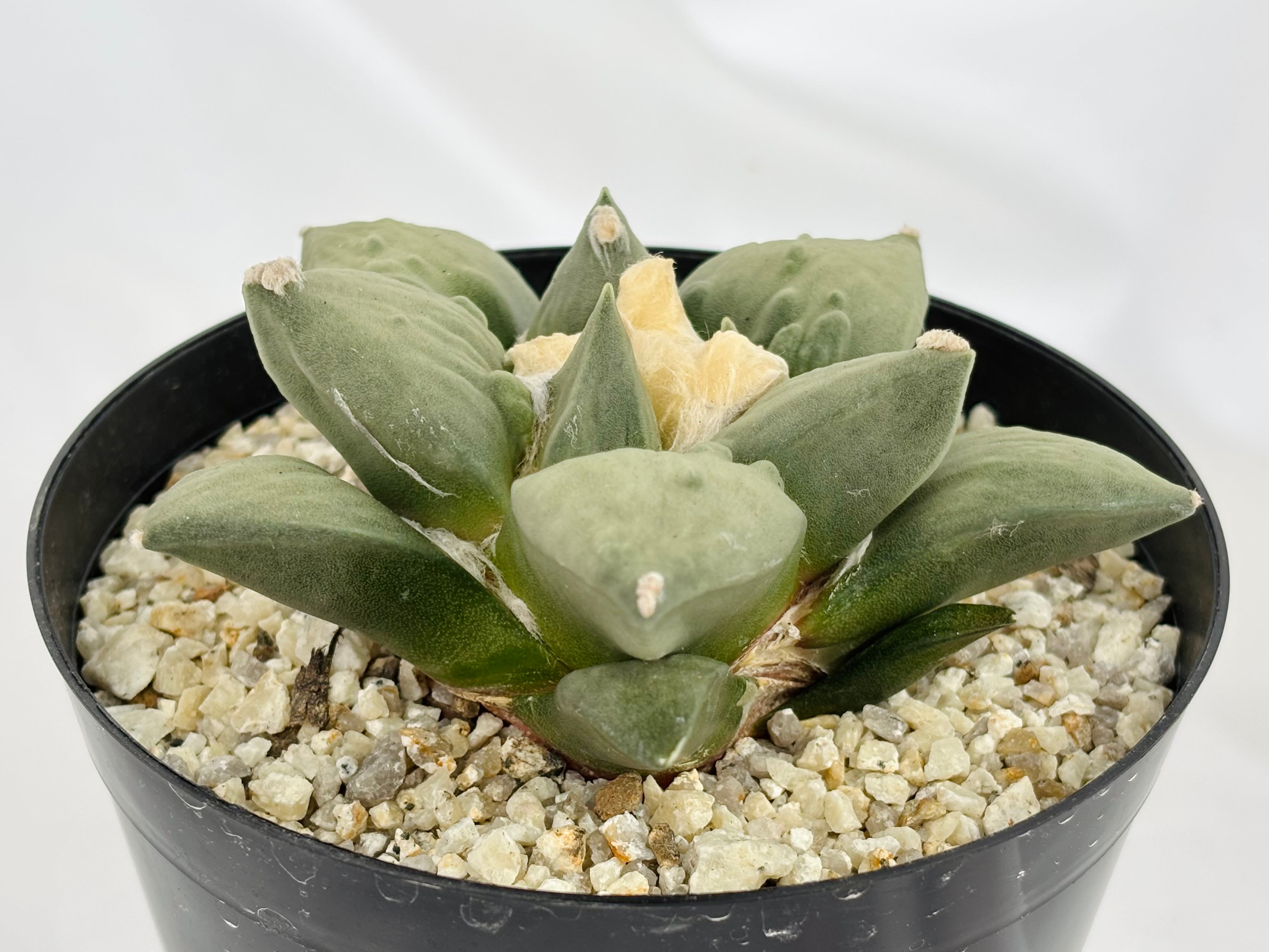 Ariocarpus Cauliflowermonst. アリオカルプス 花牡丹モンスト