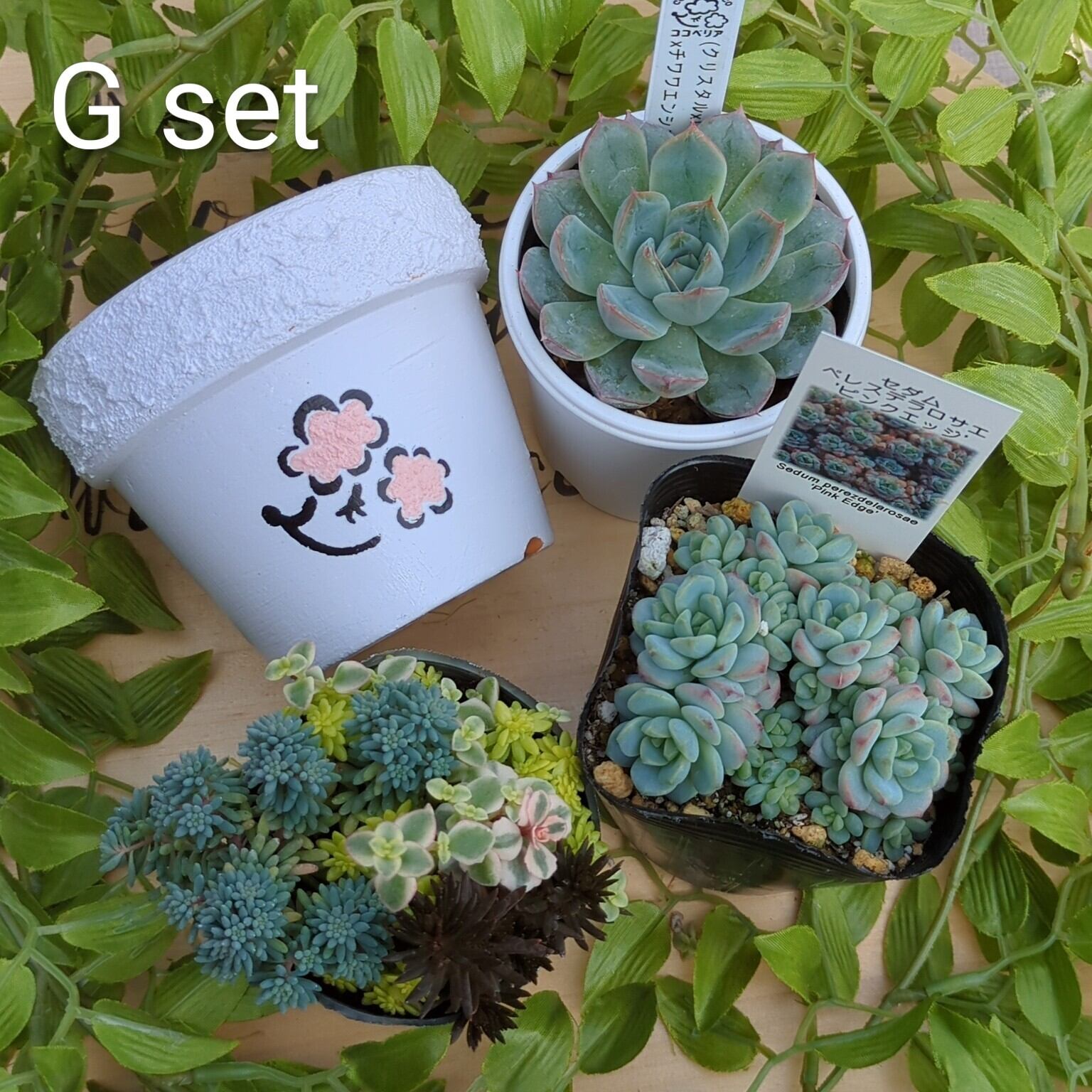 ココベリア❣️桃小町❣️ 抜き苗 つぶー 寄せ植え 多肉 ココニコ COCO ET NICO