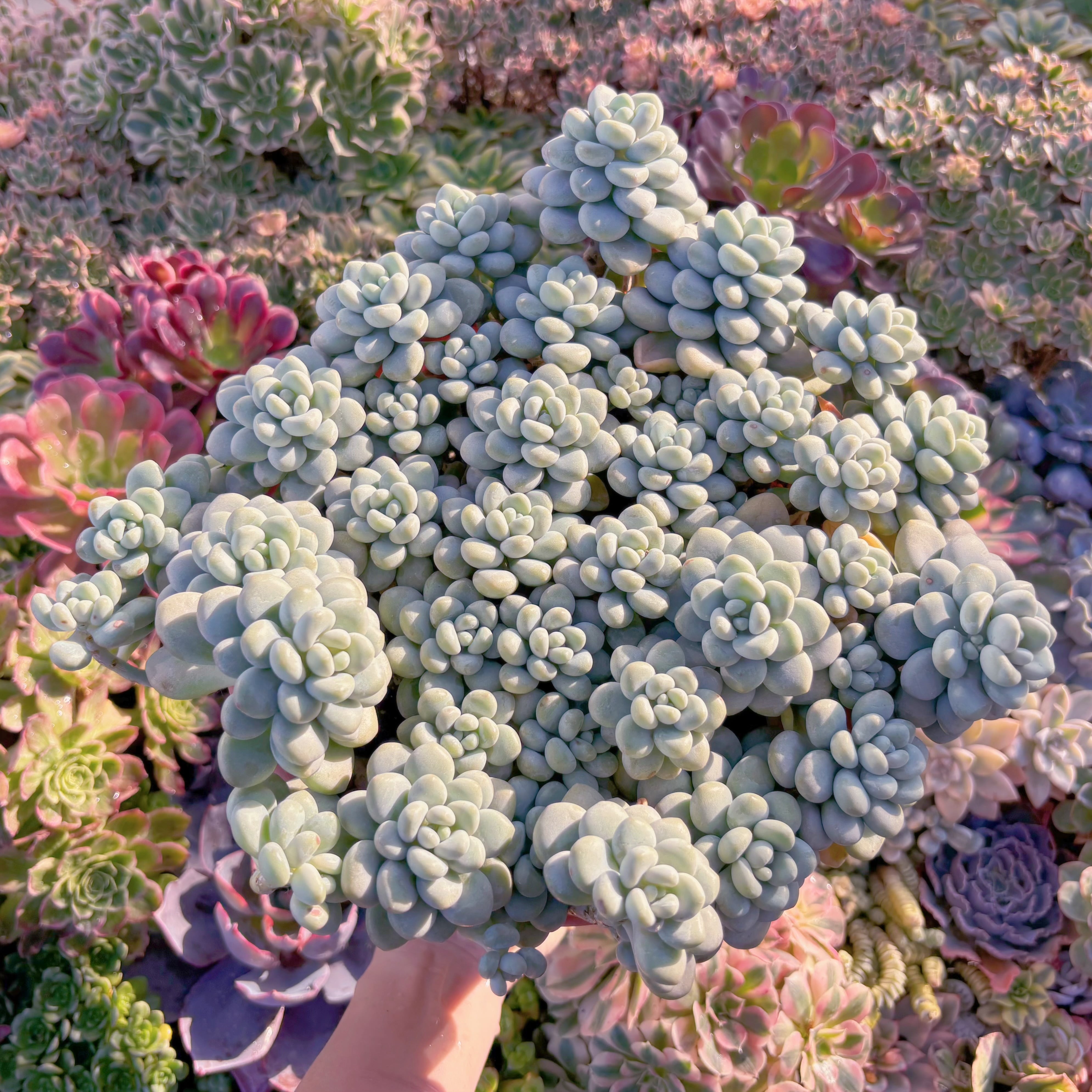 現品　マカロンxロココ#A12　特特大群生　理想的な株姿  るる農園