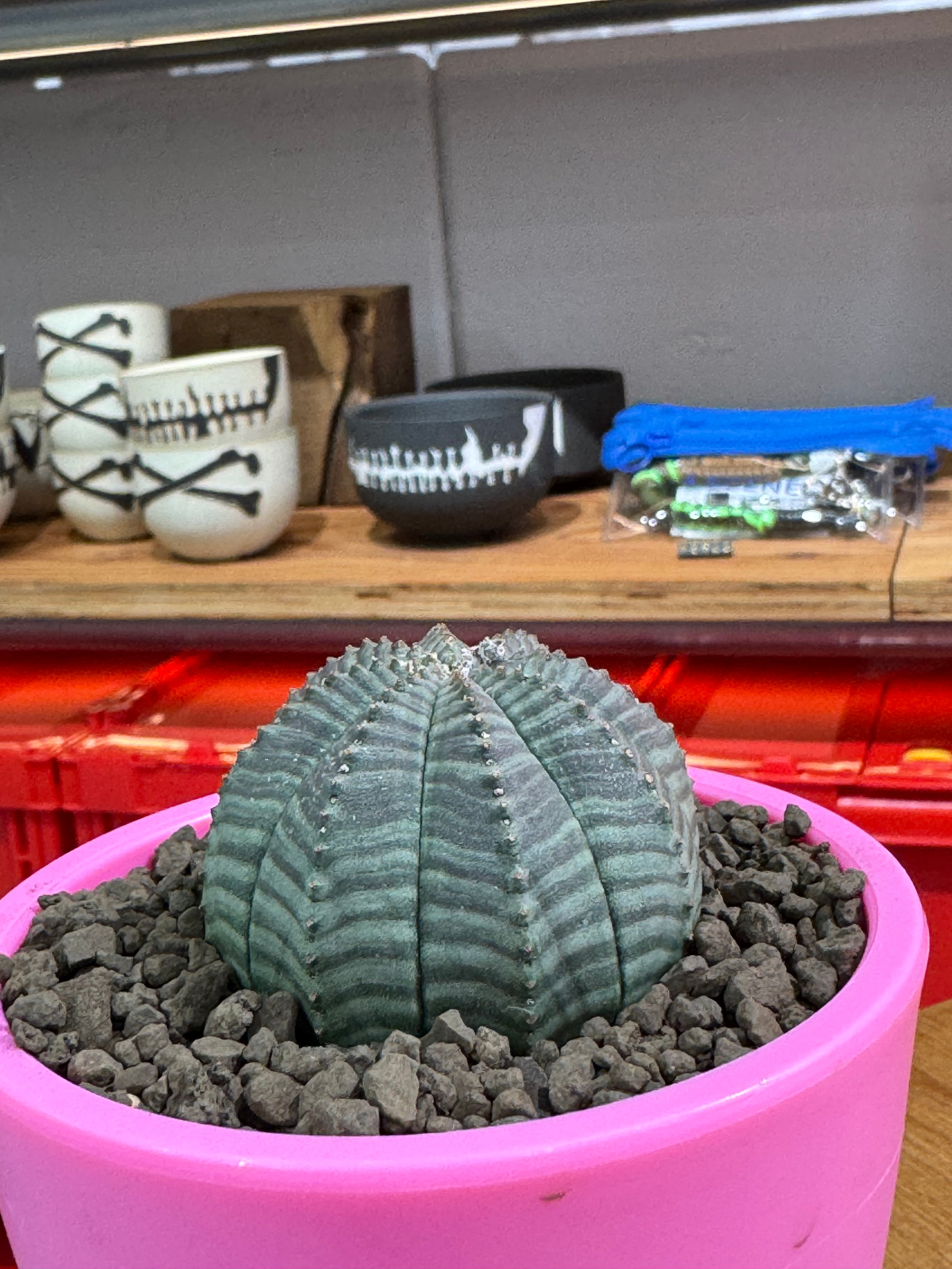 新着】Euphorbia Obesa【まん丸可愛い塊根】ユーフォルビア オベサ