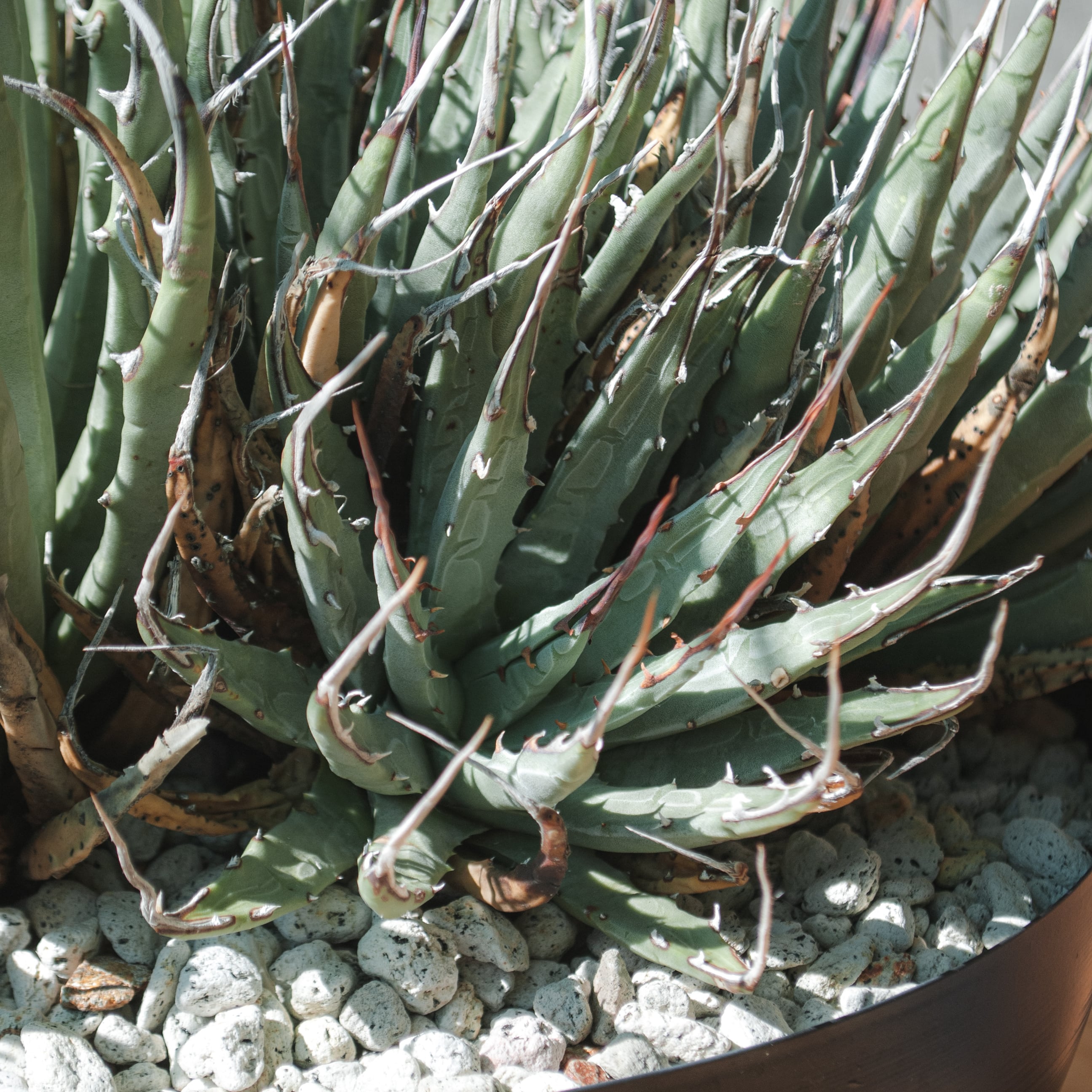 アガベ ユタエンシス エボリスピナ 群生株 | Agave Rocon