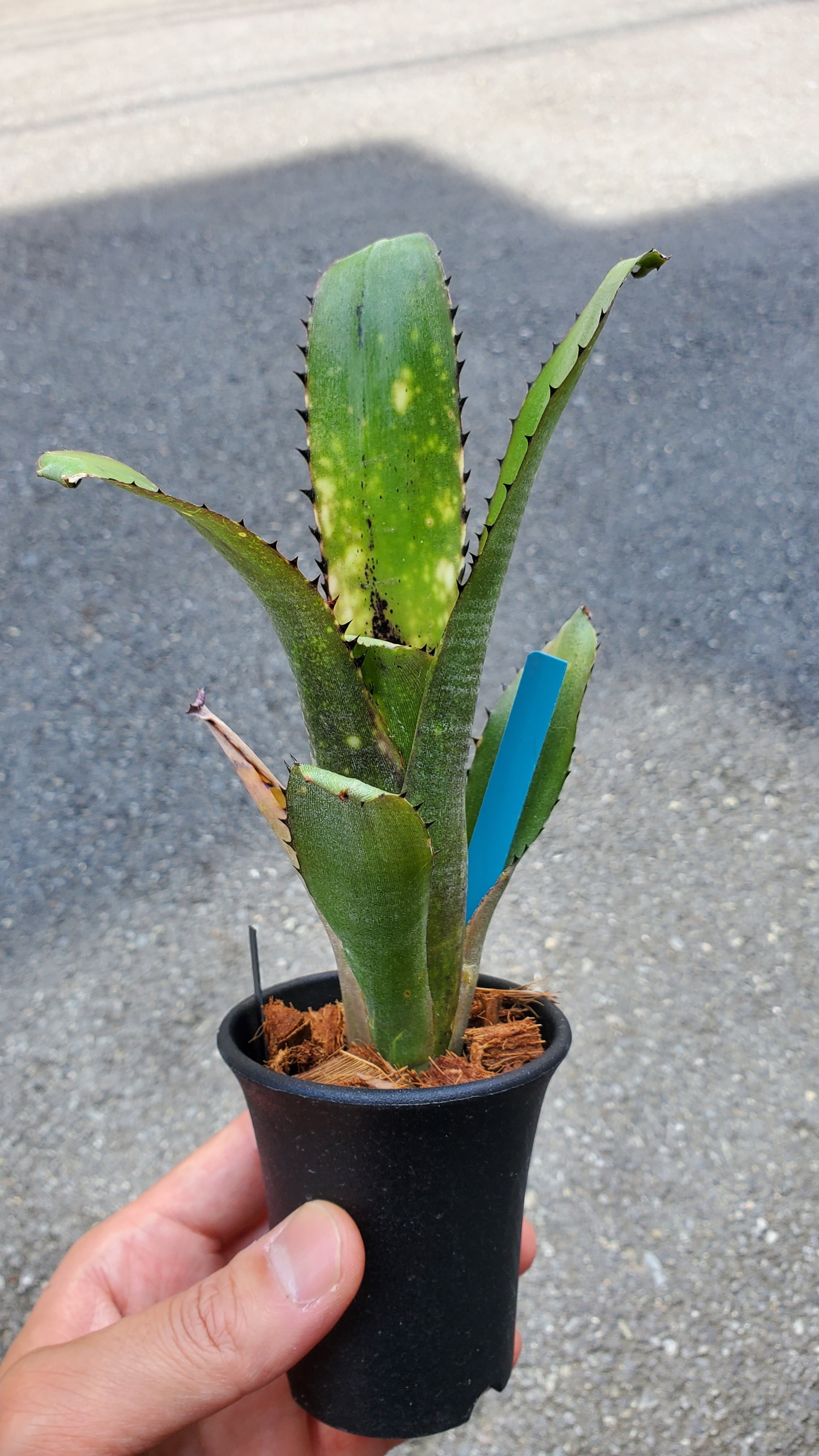 Billbergia Kahakai 【artPLANTs】 タンクブロメリア/ビルベルギア