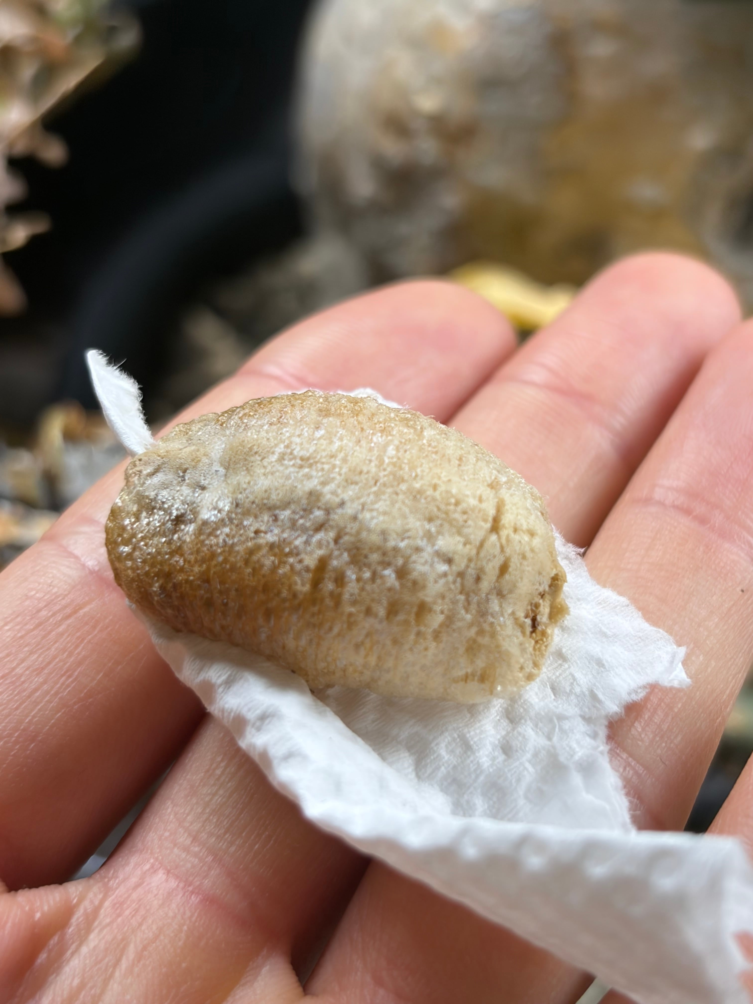 ムシヒキアブの一種 ハエ ベルゼバブ キエリアブラゼミ 蝉セミハエハチ