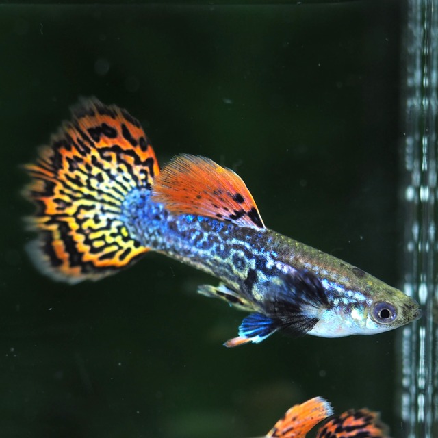 レッドドラゴン 2ペア